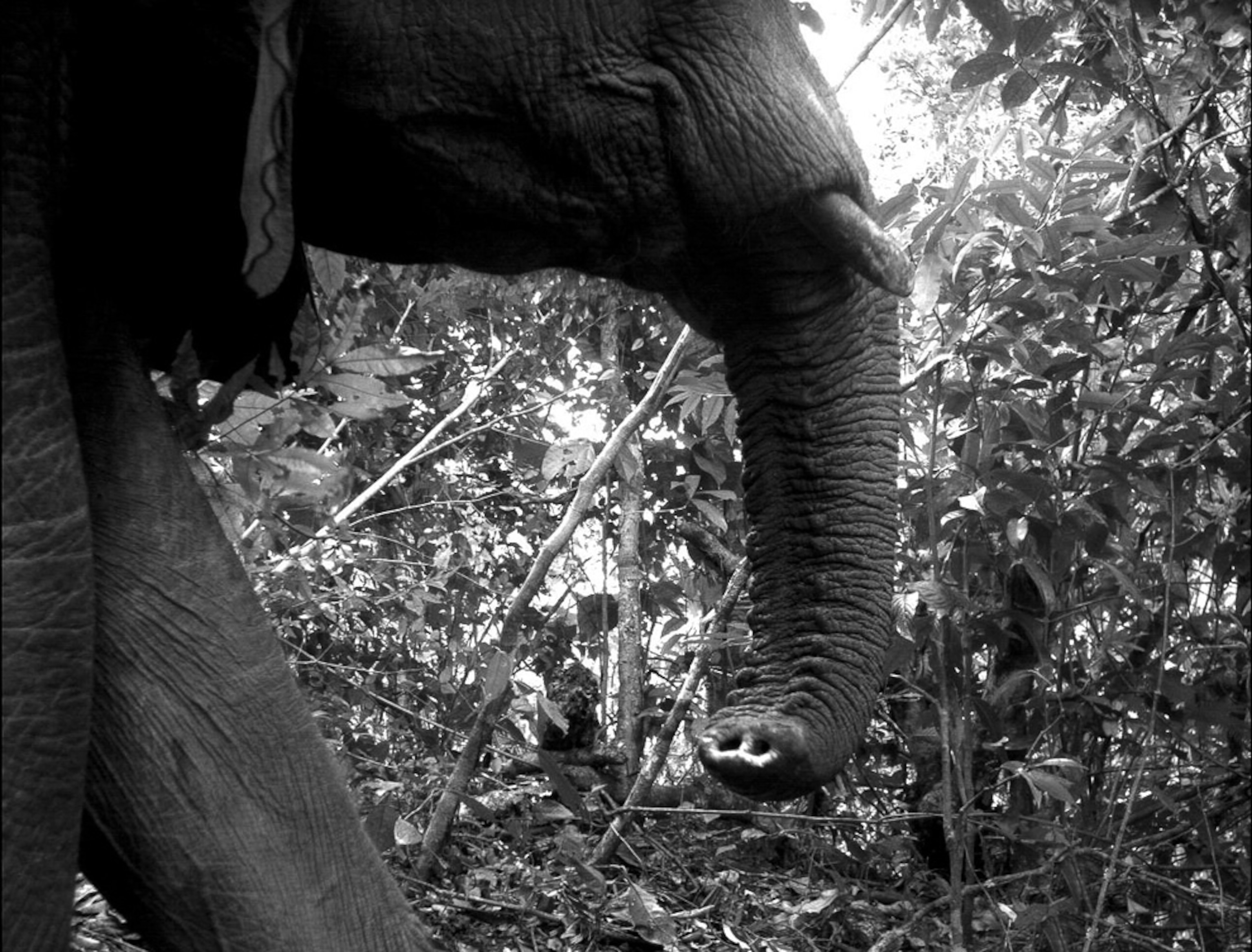 Camera-trap mammal study picture: elephant in Africa