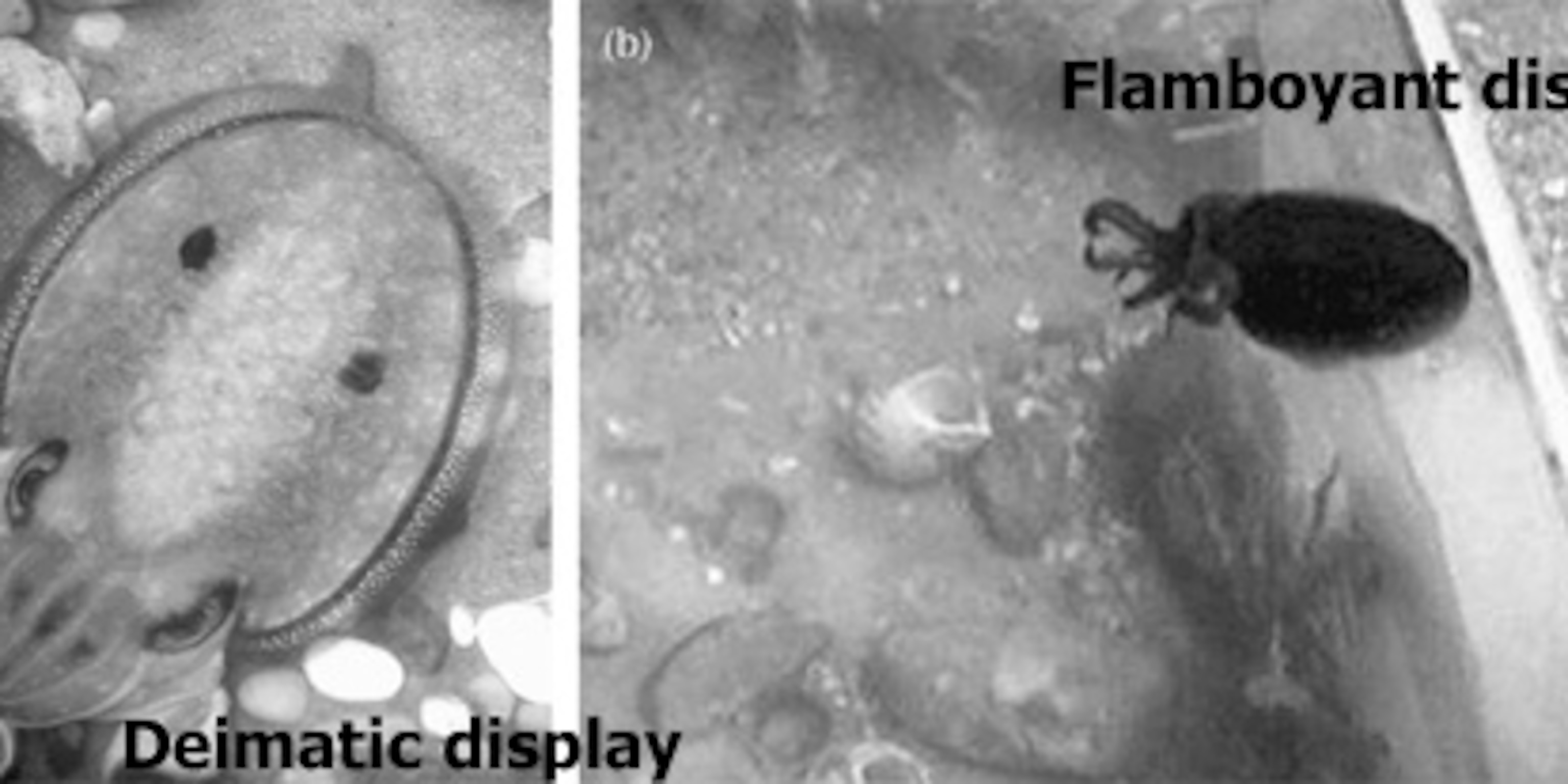 Cuttlefish tailor their defences to different predators