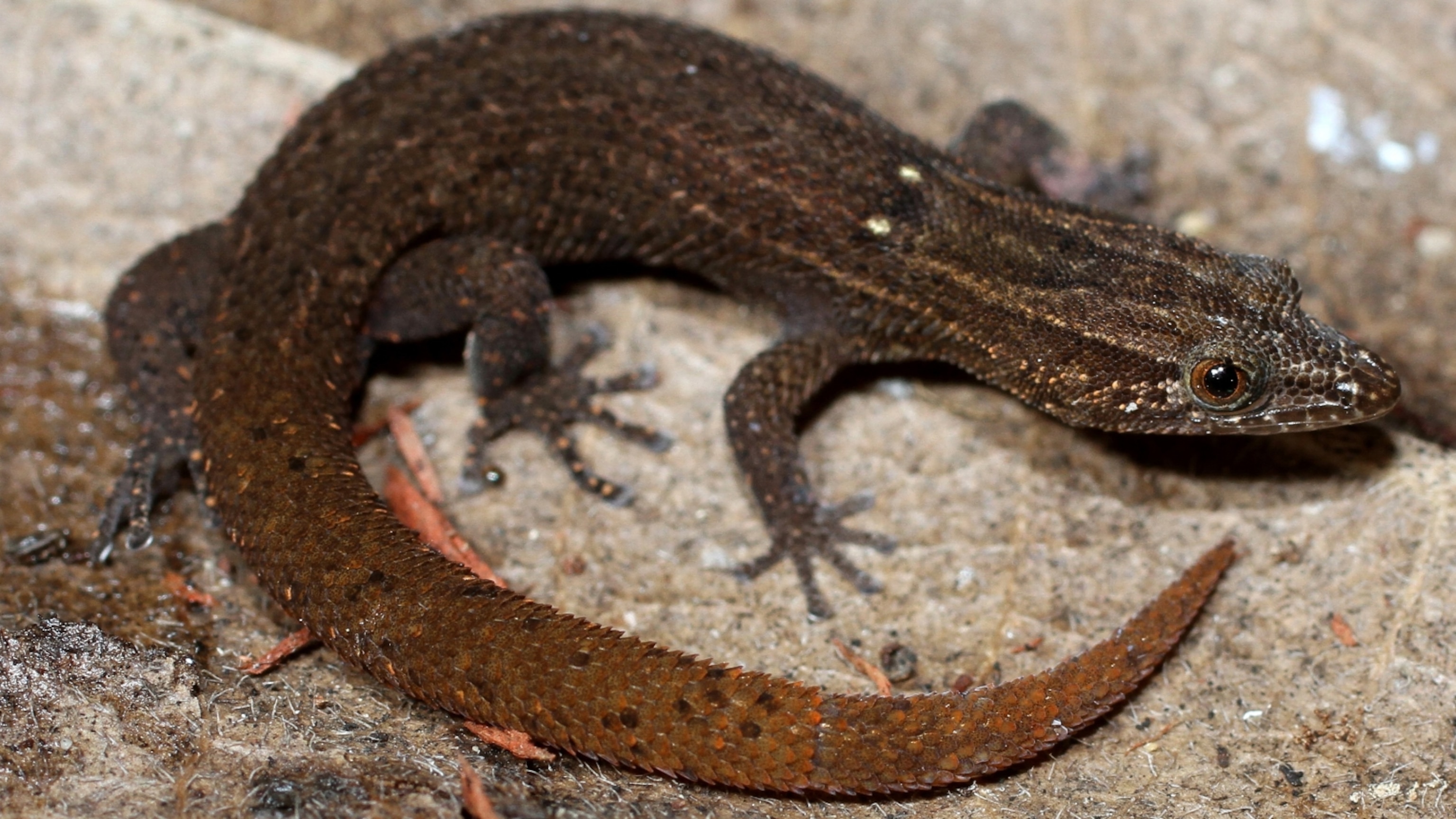 This tiny Florida gecko is disappearing—can we save it before it’s too late?