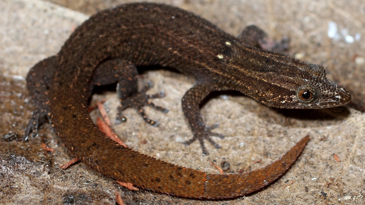 Can Florida save this tiny gecko before its too late?