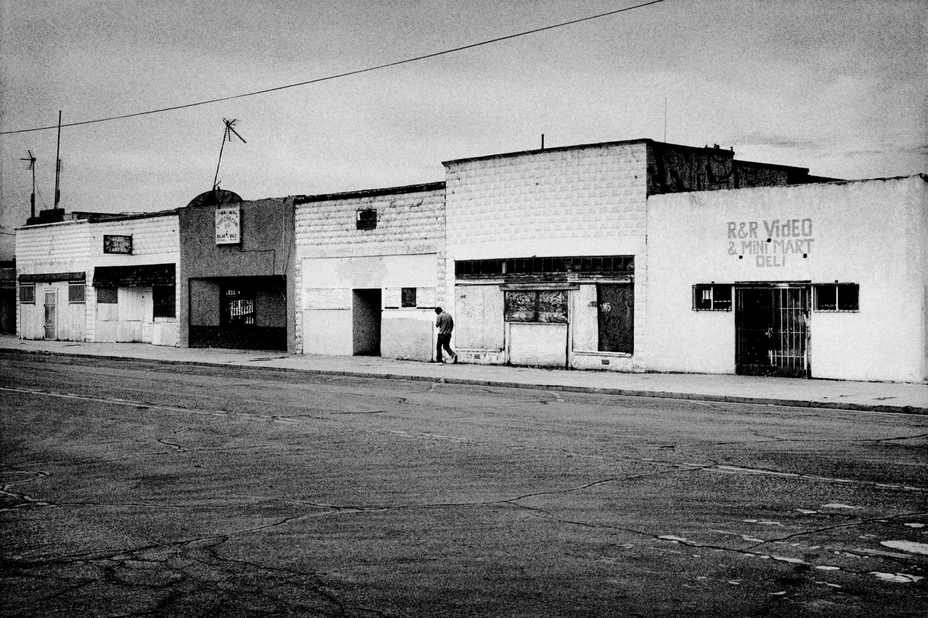 Sheep in melon field.  Firebaugh, California. 1995.