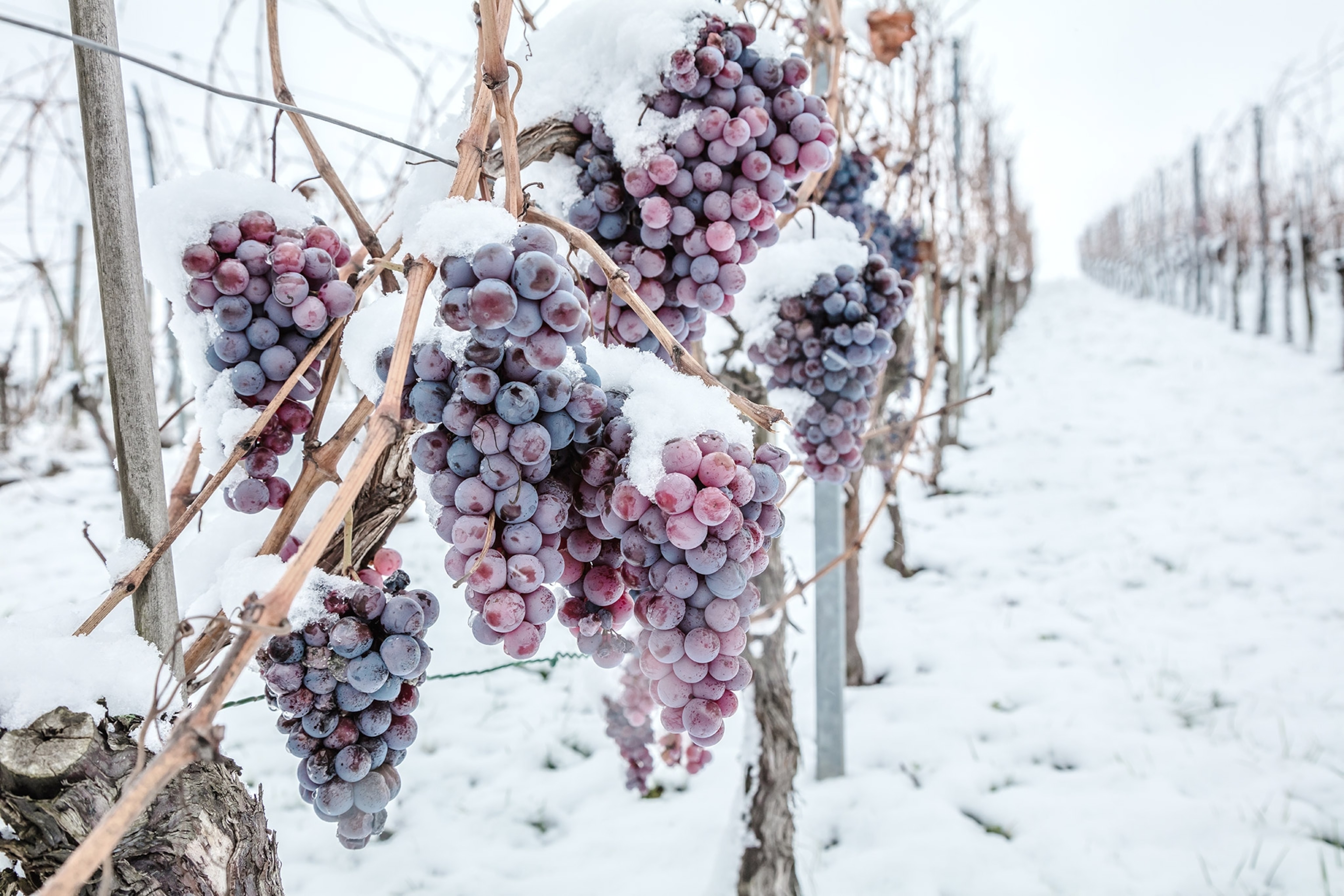 Bunches of red grapes hang on a vine, covered in snow. The snowy ground stretches along the row of vines into the distance.