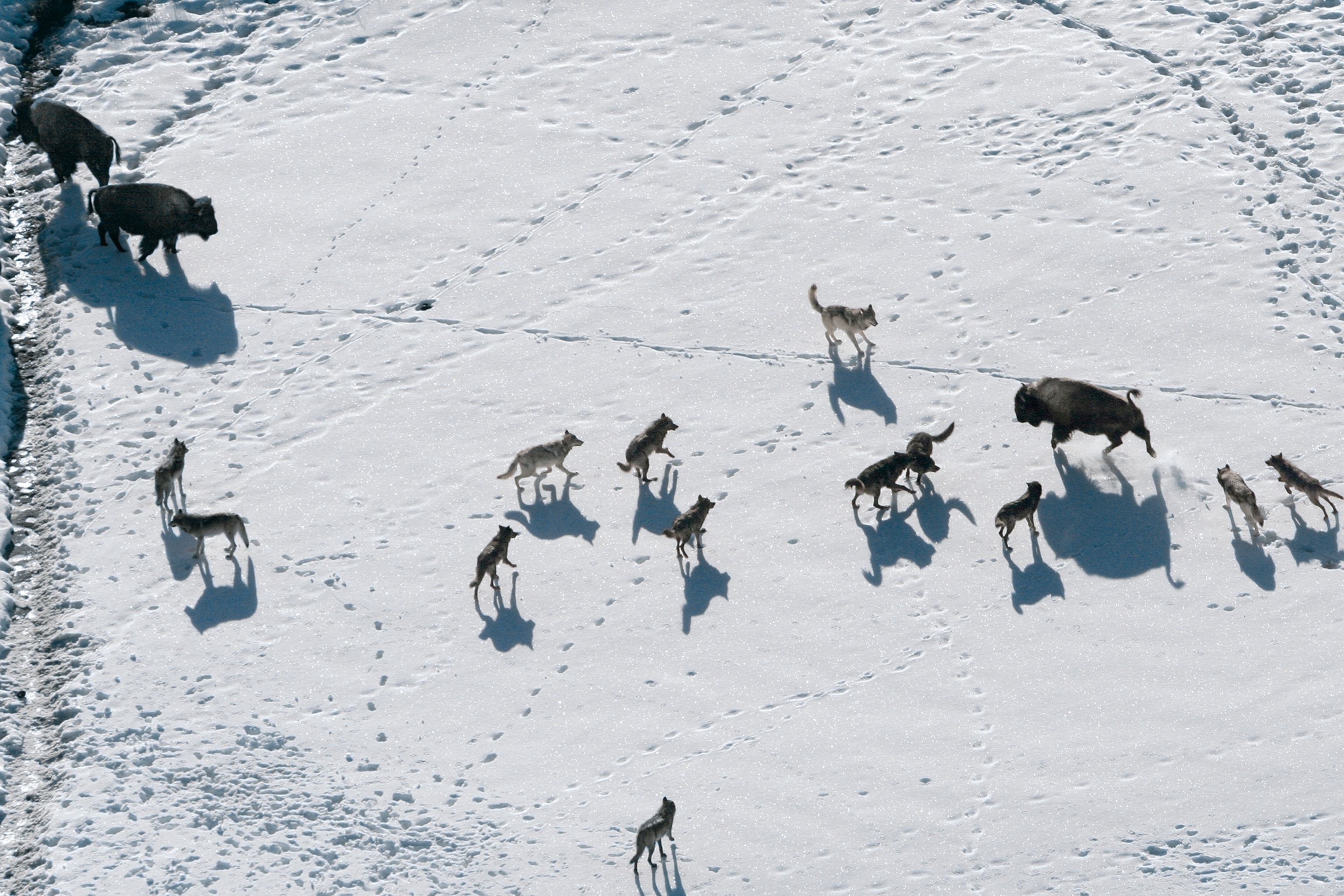 A wolf pack isolates a bison cow on a thin layer of snow atop a frozen creek.