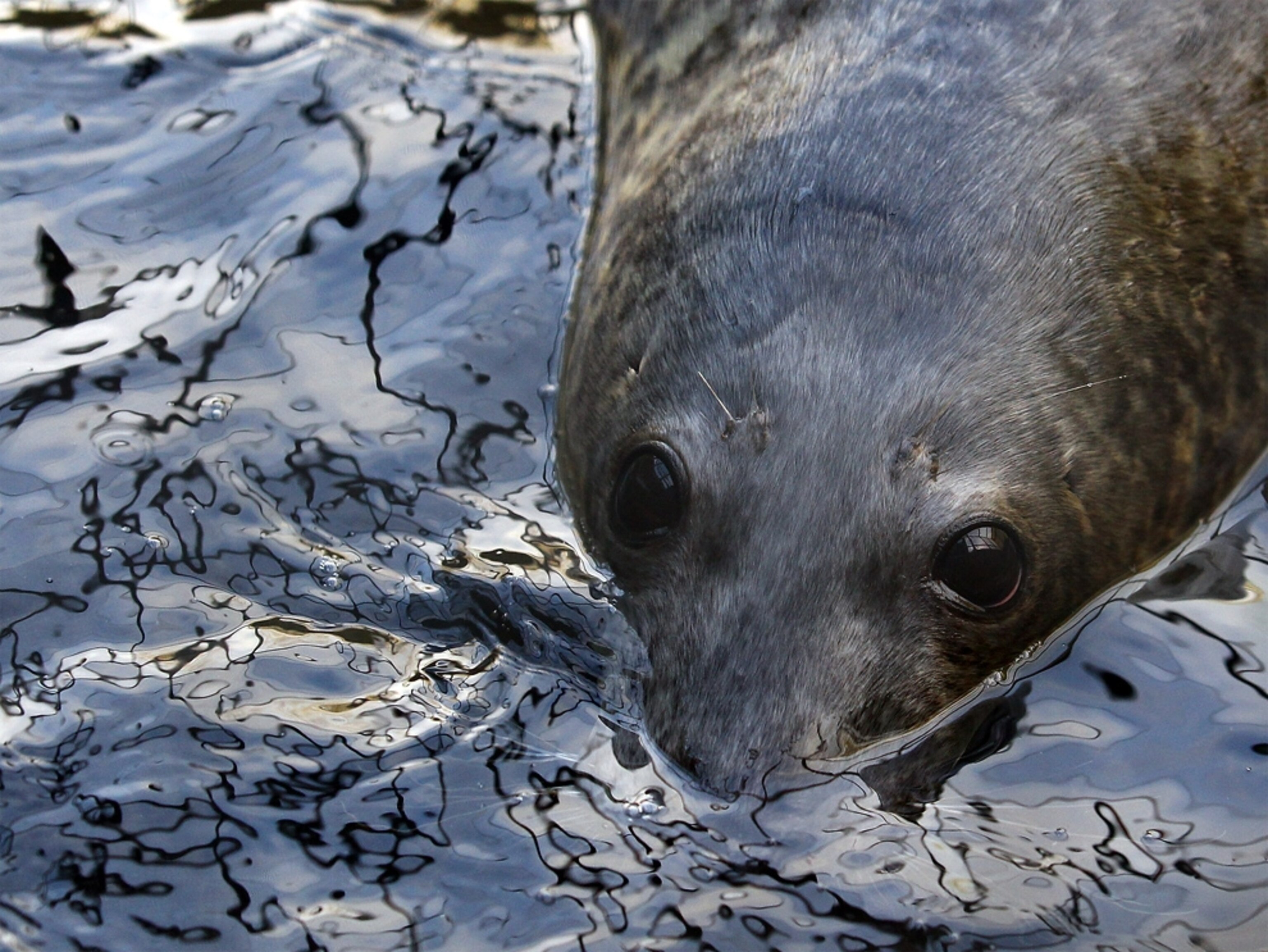 Seal pup picture: a gray seal at a rescue facility in England