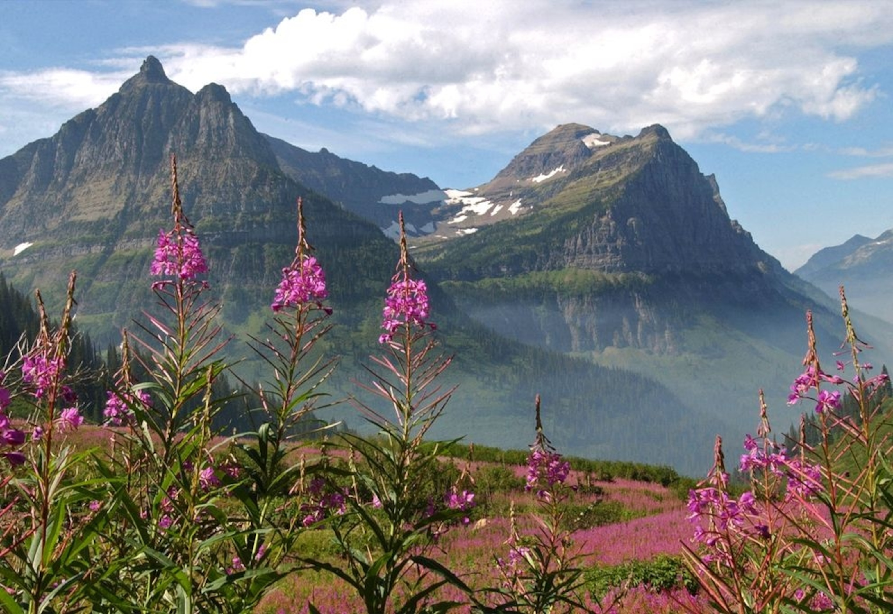 wildflowers and mountaintops seen from Going-to-the-Sun Road in Glacier National Park