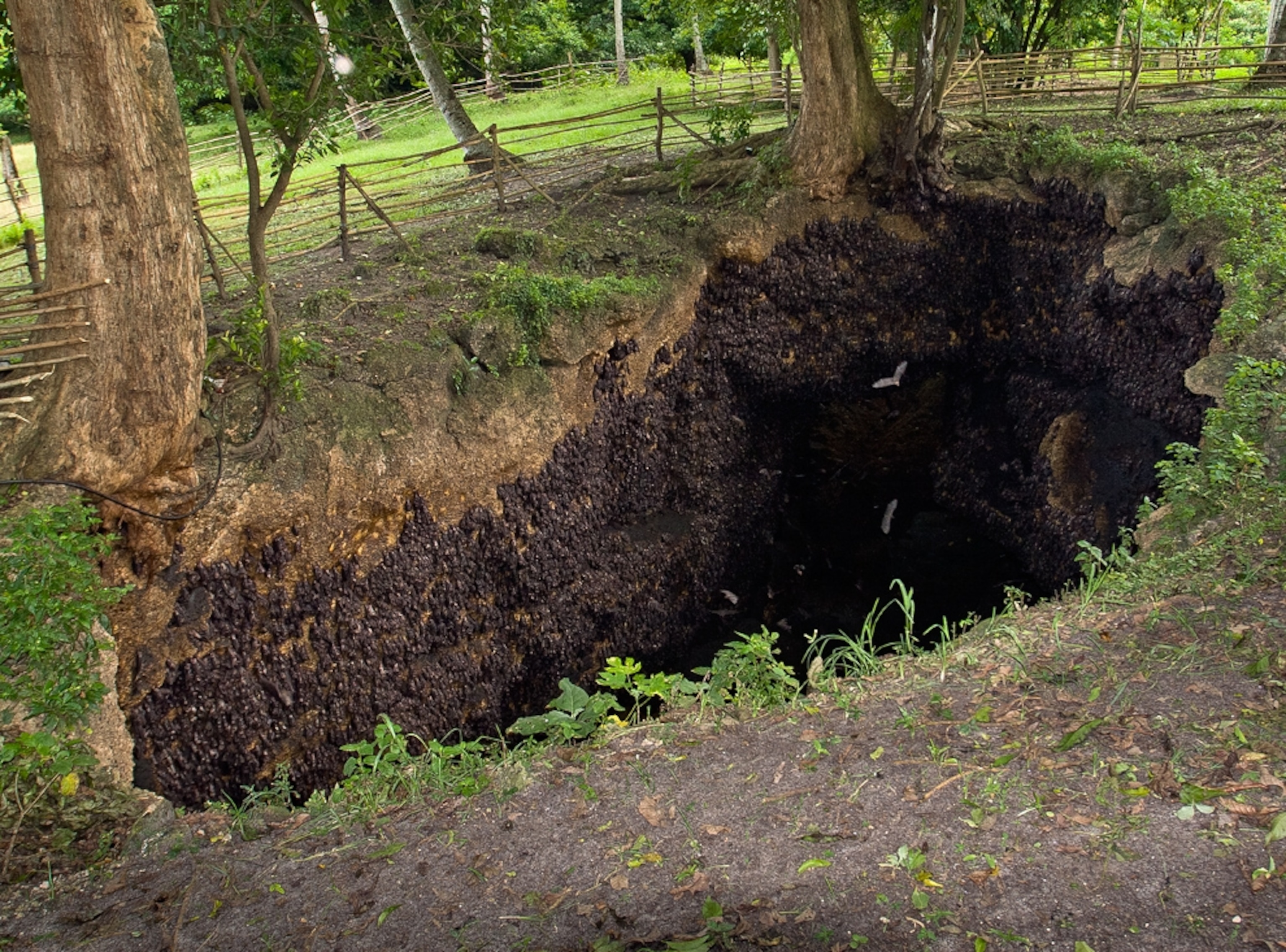 a bat cave sinkhole