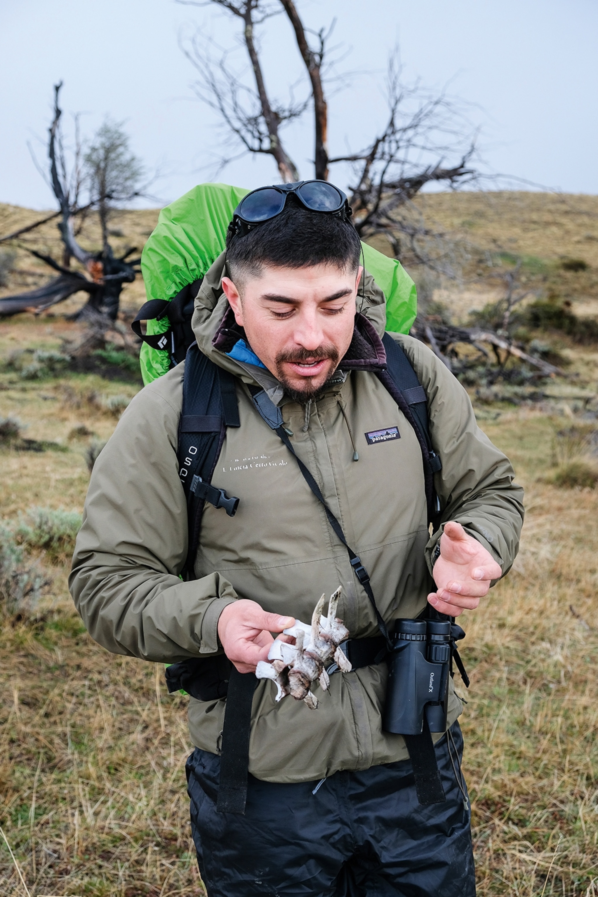 A young male guide decked in hiking equipment examining the bare spine of a sheep.