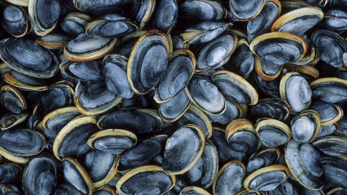 Selfish Shellfish Cells Cause Contagious Clam Cancer