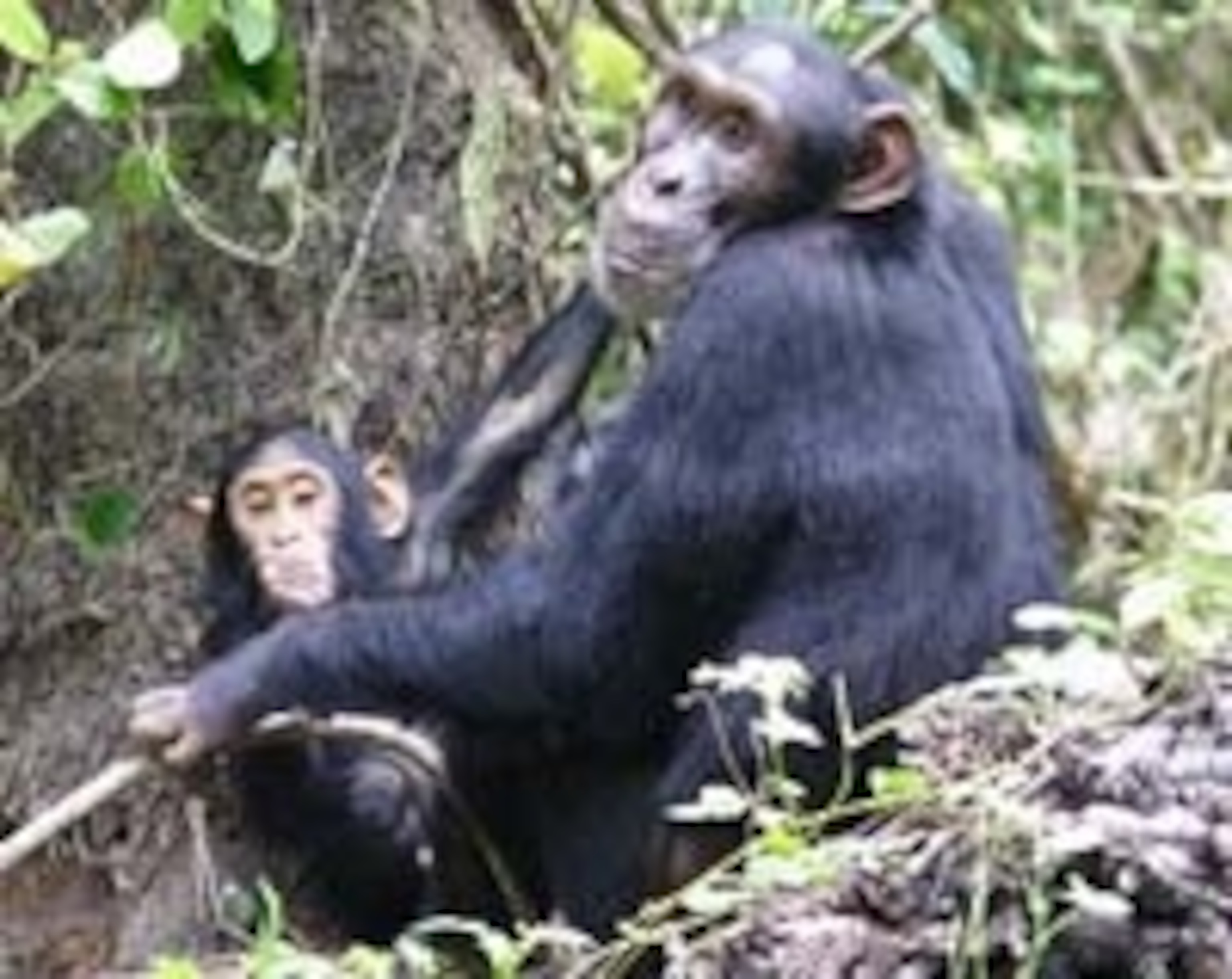 Chimps' Fury: Shocking 911 Call Details Devastating Face Attack - lvb7606