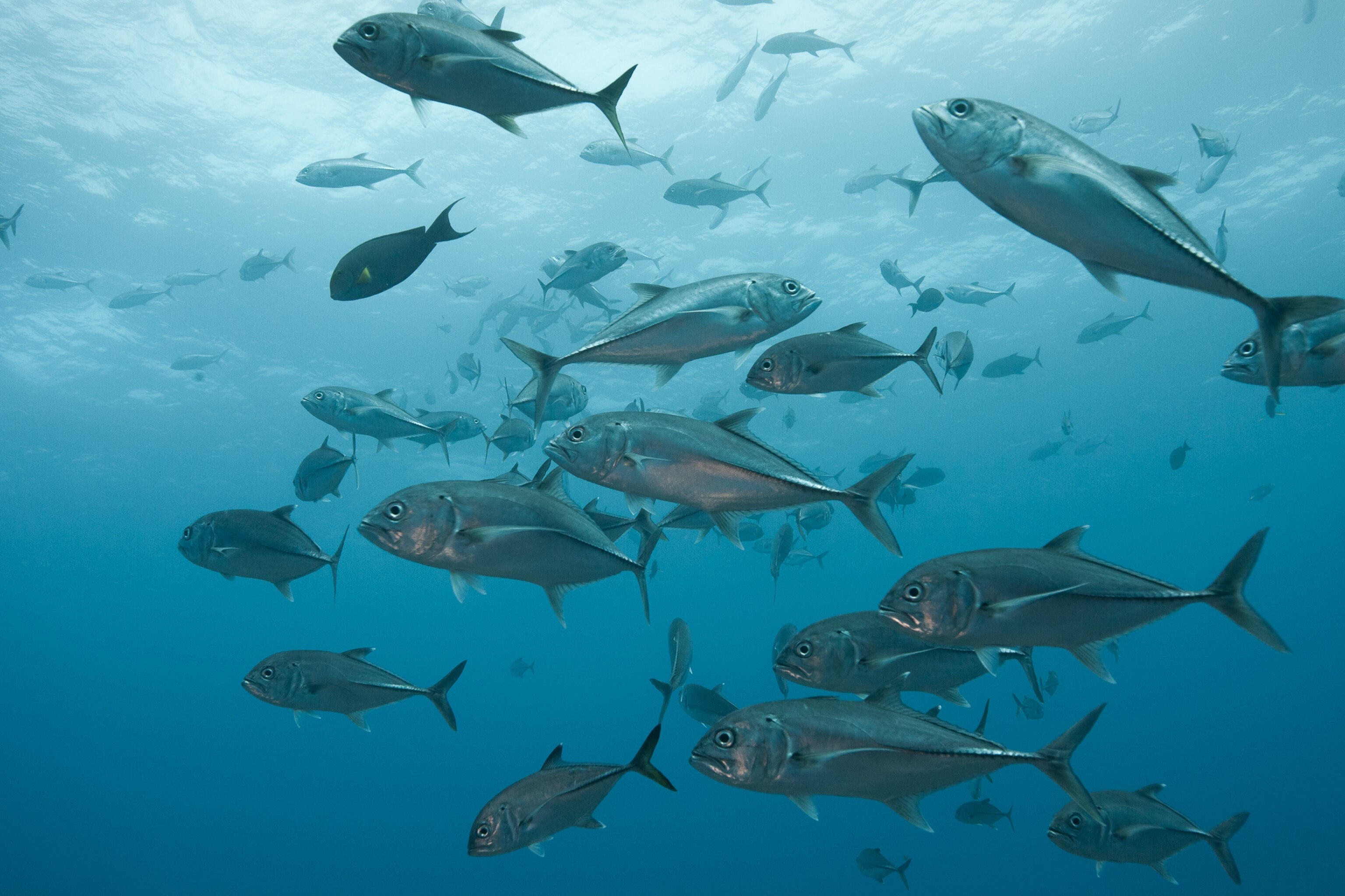 Unidentified Jacks school in 60 feet of water at the dive site MegaJacks, on the western side of Palmyra Atoll.