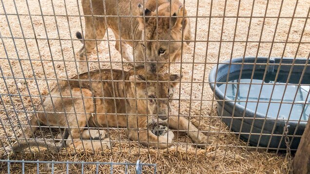 Tiger King Zoo Owner Loses License Plots New Animal Venture