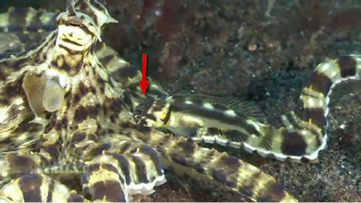 Fish mimics octopus that mimics fish
