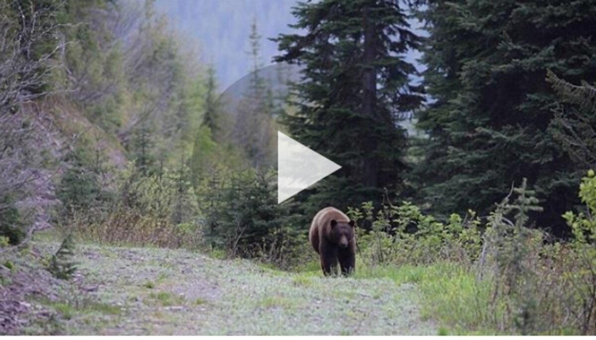 Bear Slashing Bring Your Bear Spray: Big Carnivores Are Returning to the Wild