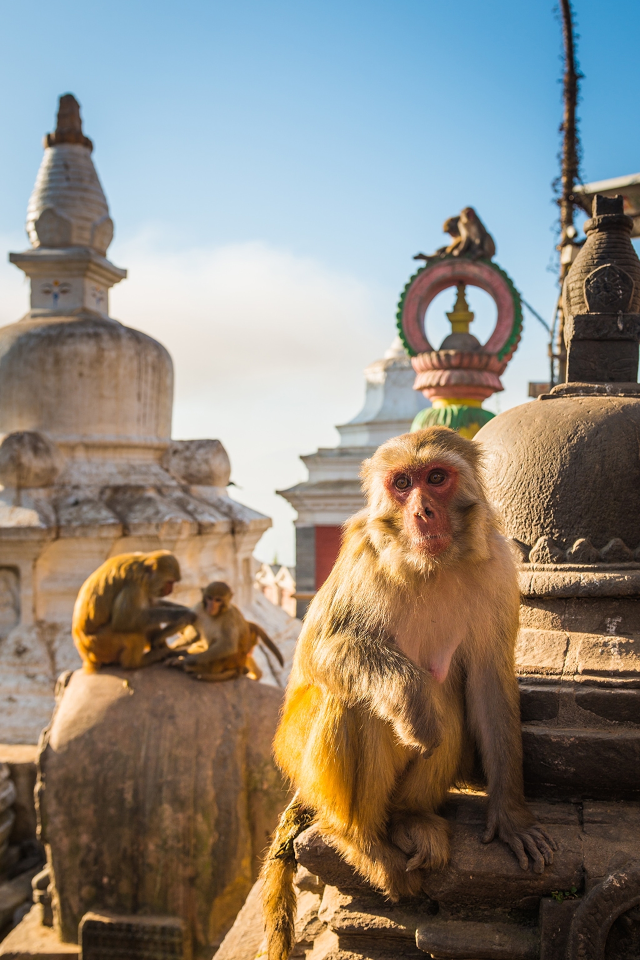 A macaque sits on Nepalese temple.