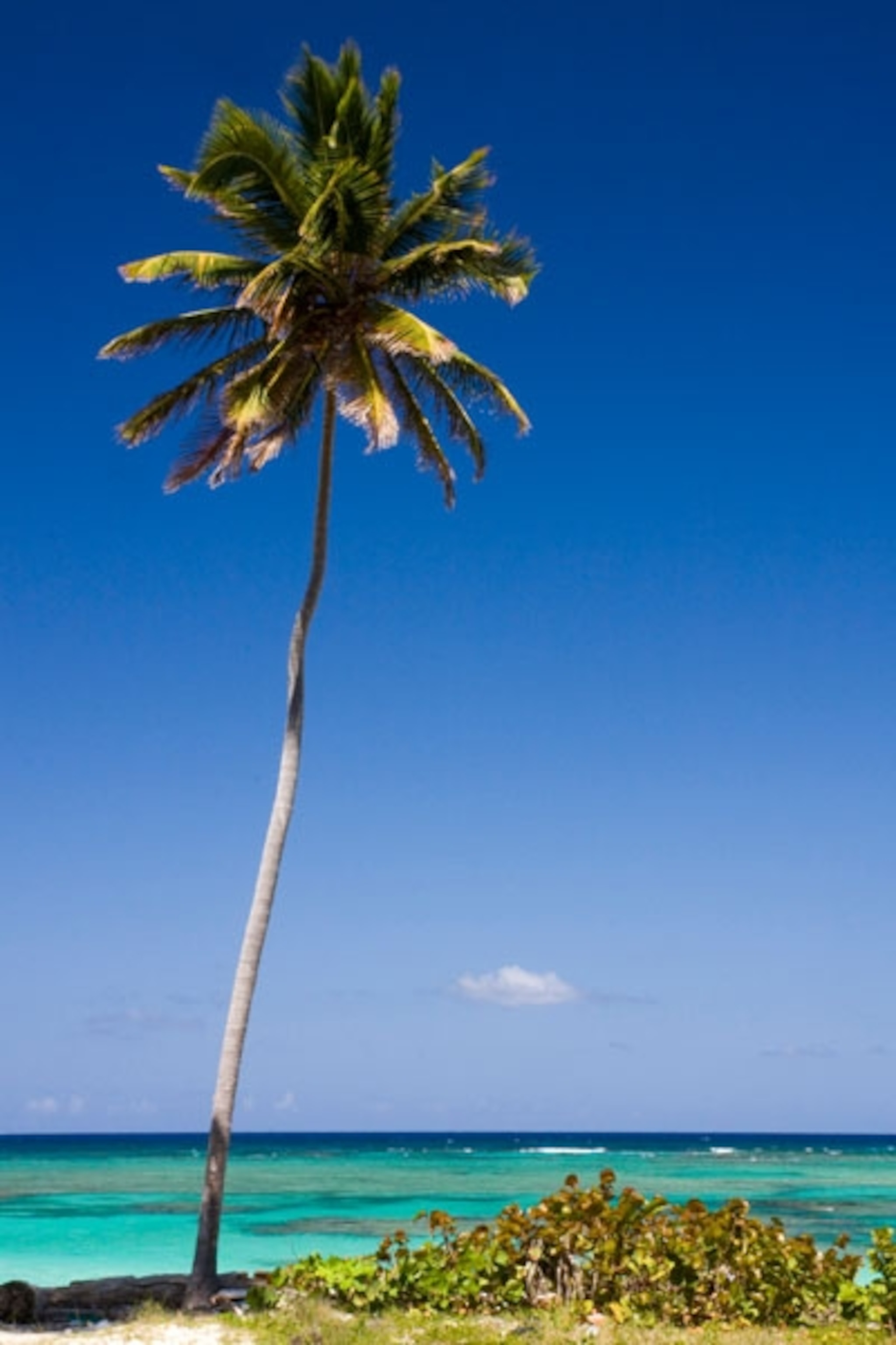 A view of Bavaro beach in the Dominican Republic