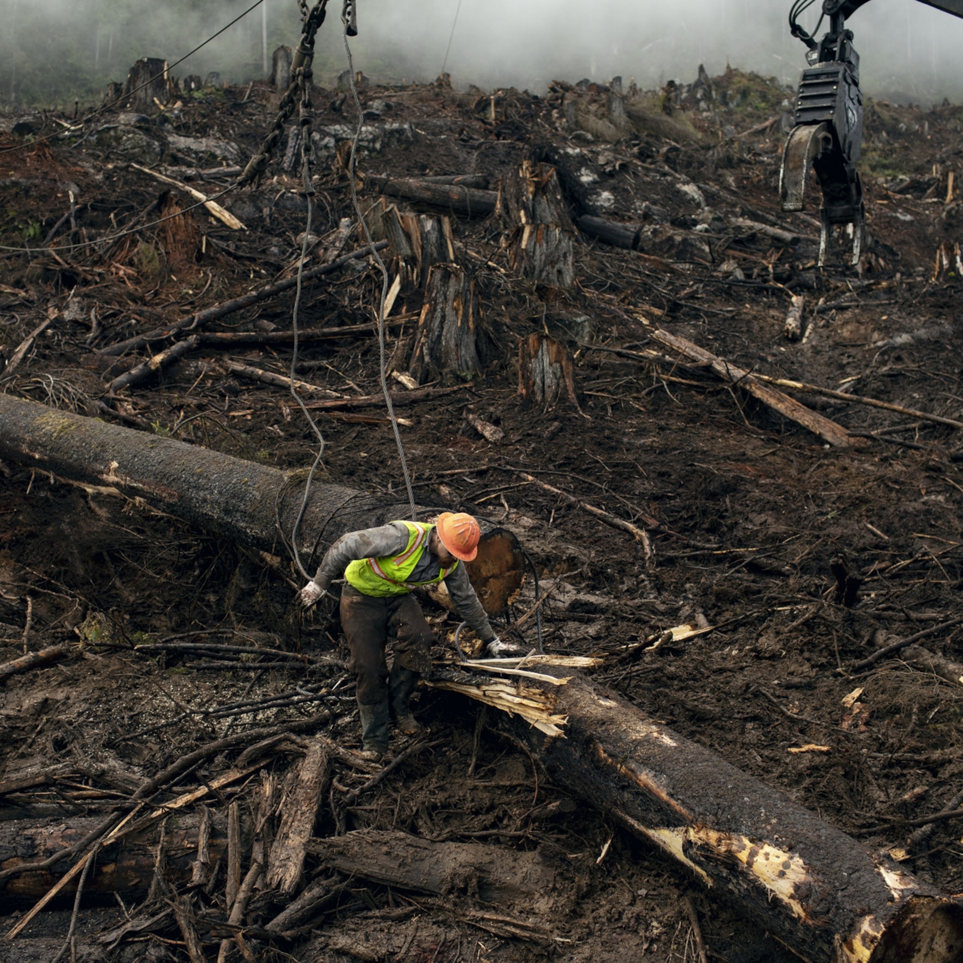 deforestation essay titles