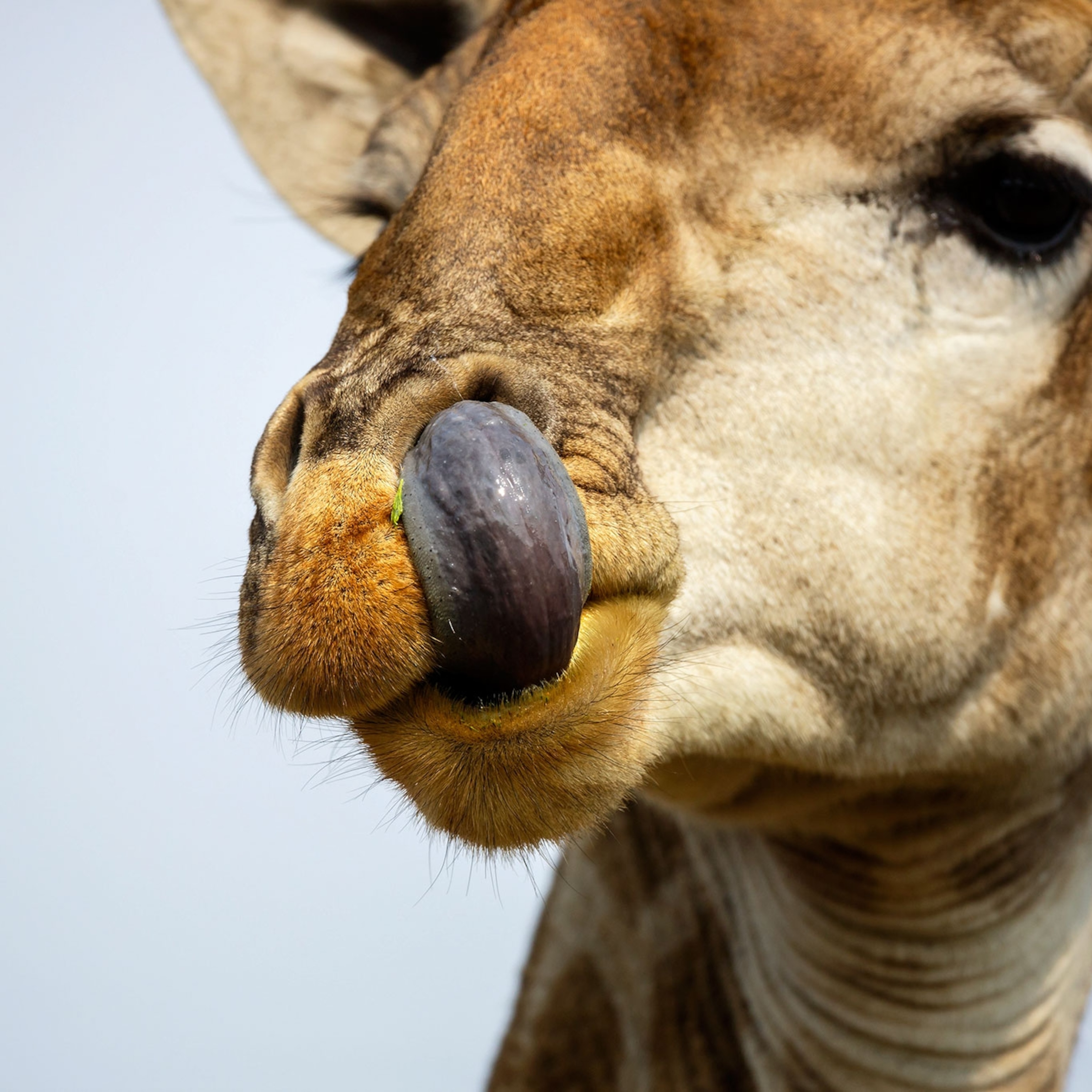 Why Does My Dog Keep Blowing Air Out His Nose