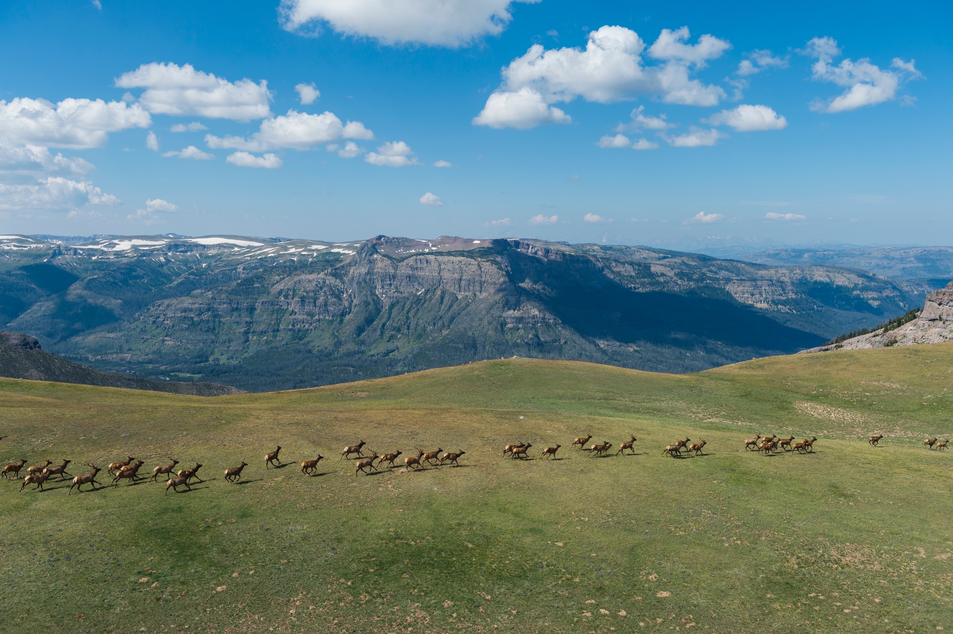 A long, single file line of elk walk across a mountain top, with rolling mountains in the back.