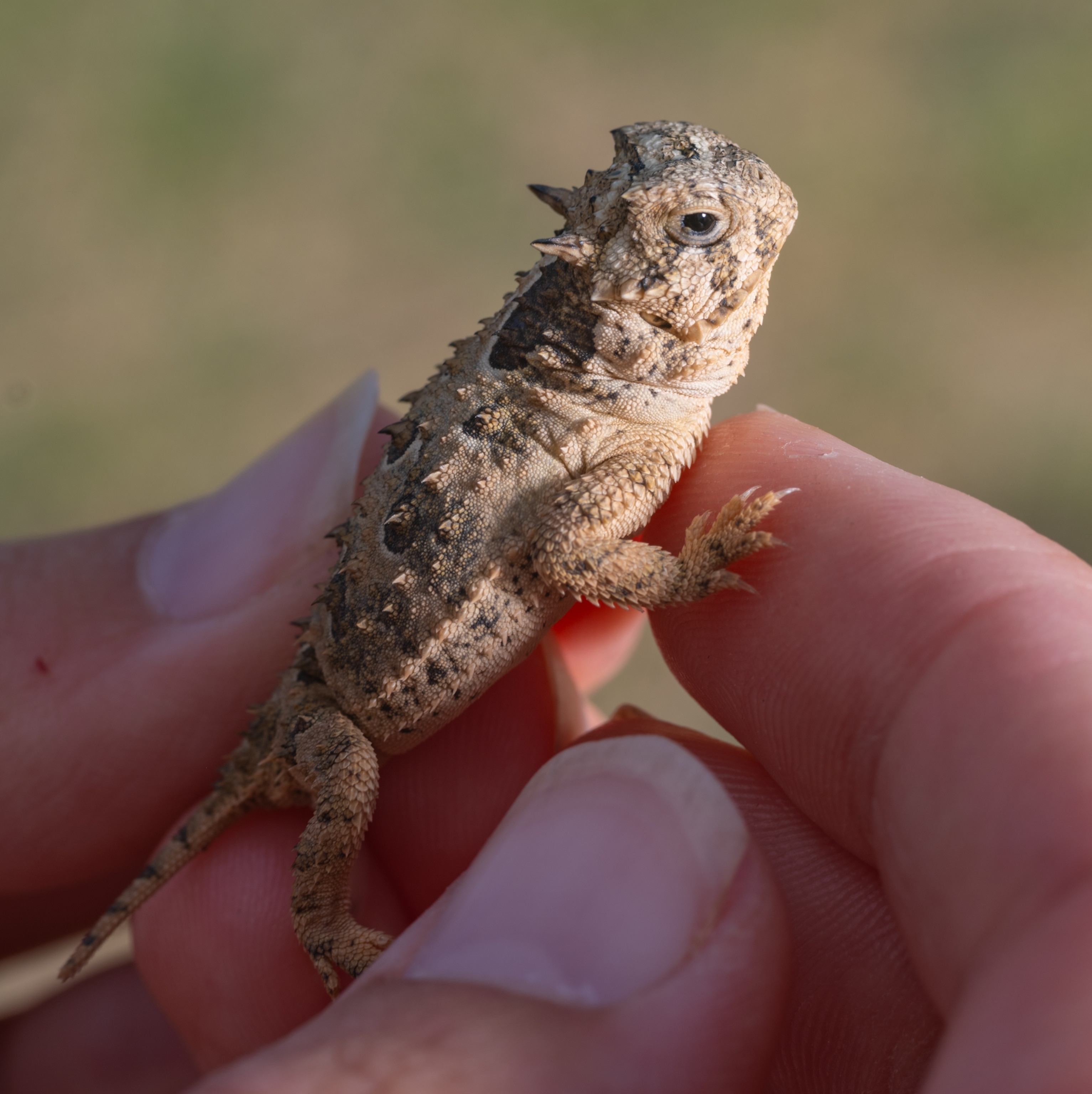 Small lizard held in human fingers.