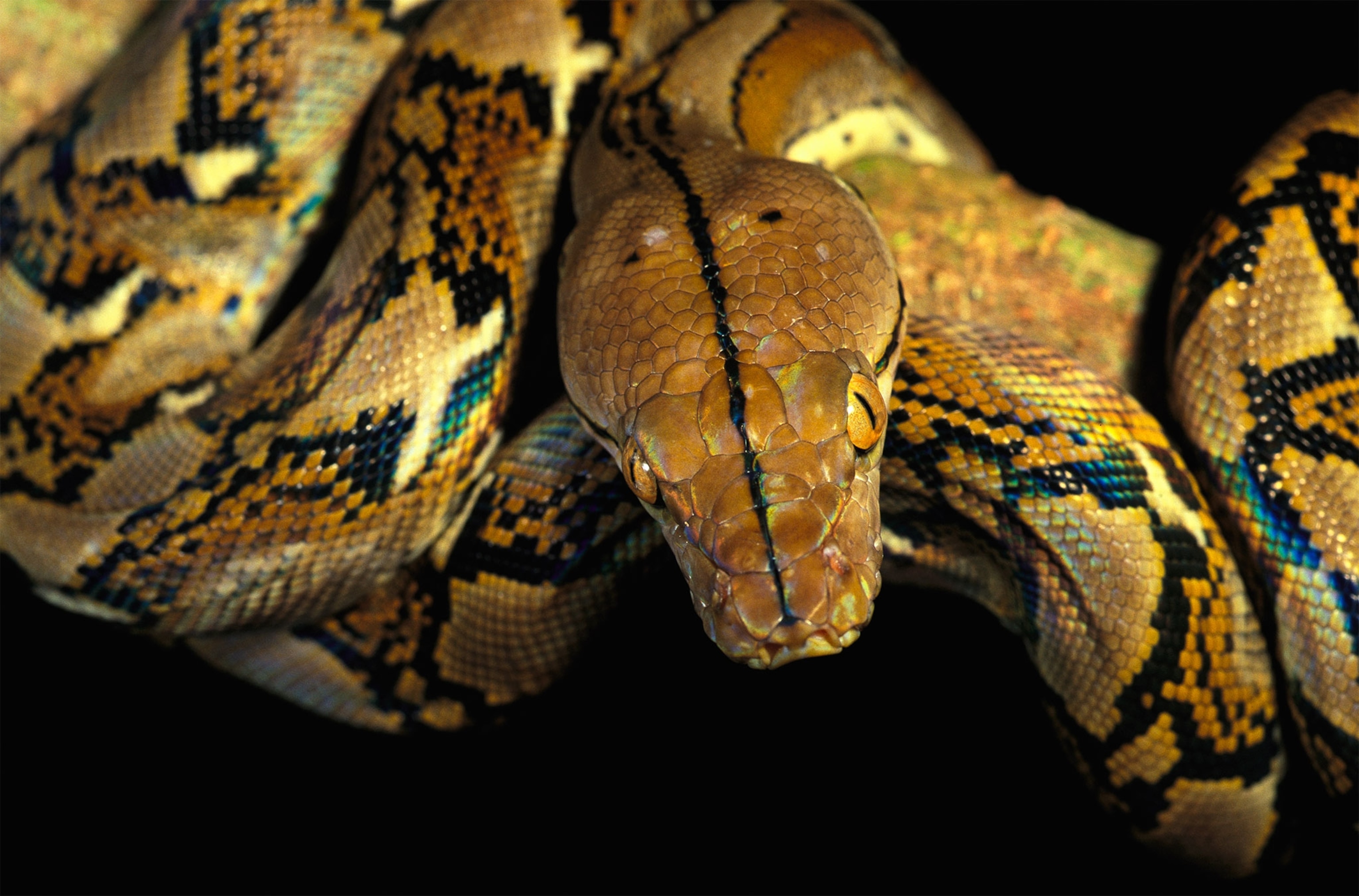 a python