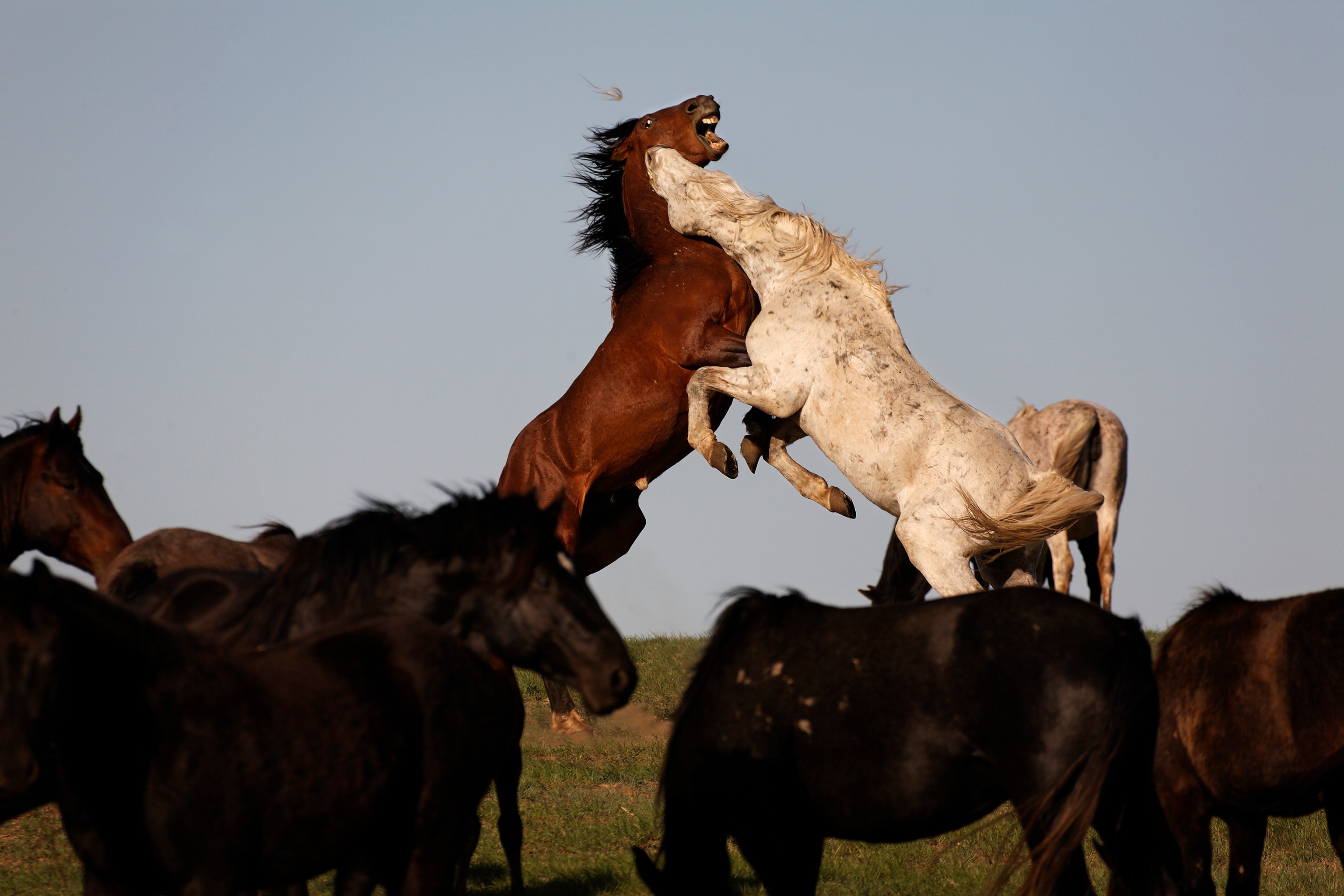 A brown and white horse jump in the air as the white horse bites the brown horses neck.