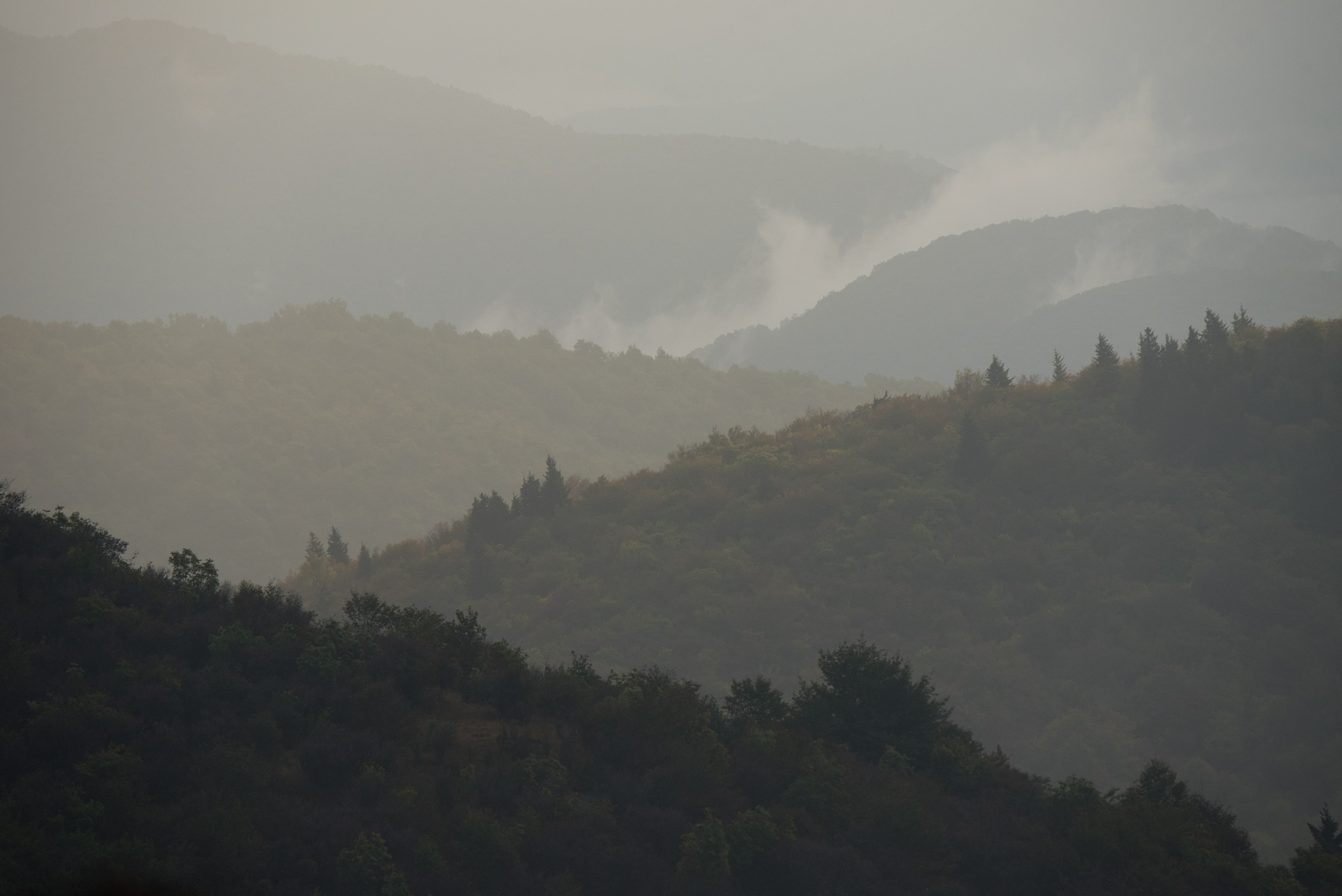 fog rising off Black Balsam Knob mountain in the Pisgah National Forest, North Carolina