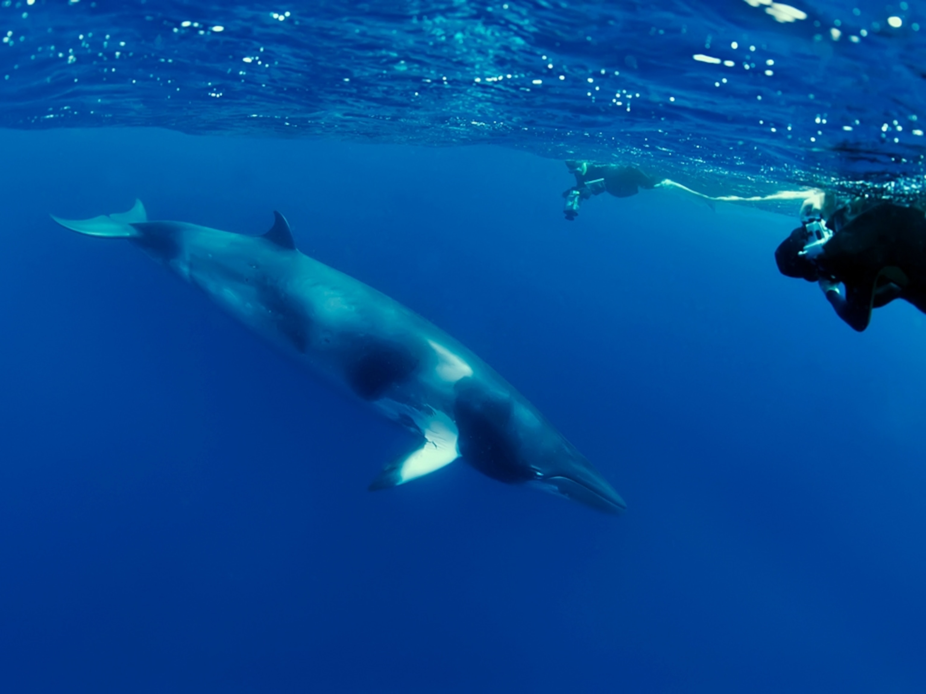 divers swimming with minke whales, Great Barrier Reef, Queensland, Australia