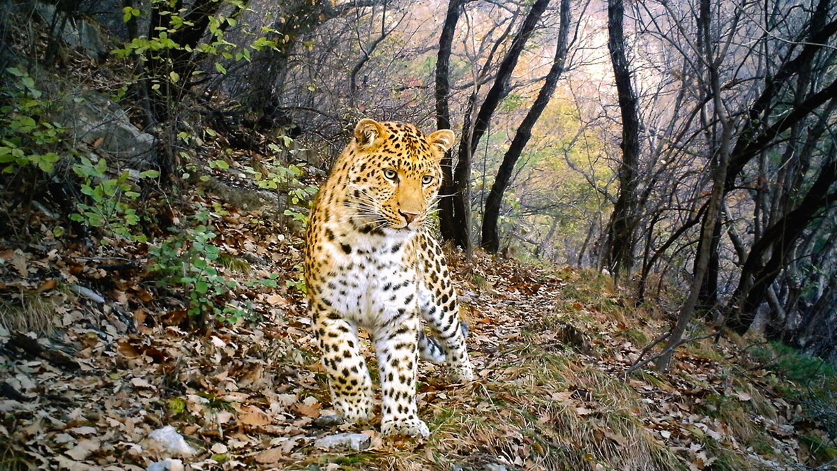 Настоящий гепардёнок. Клип дикая львица. Дикие лошади мустанги в дикой природе. Кошачьи лев. Bbc диких животных.