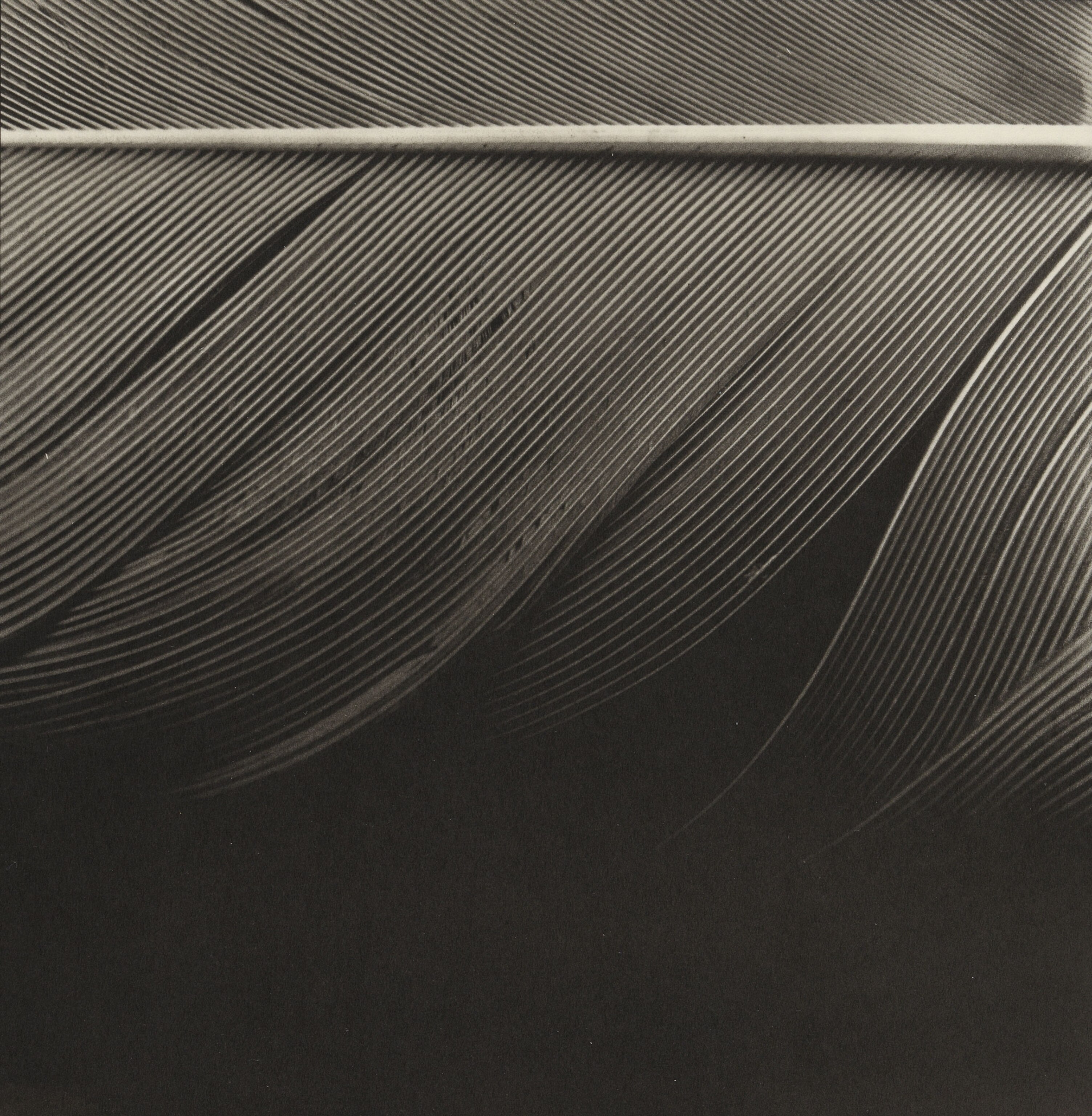 a feather up close, the definition of the quill emphasized by the tonal range of hte platinum print