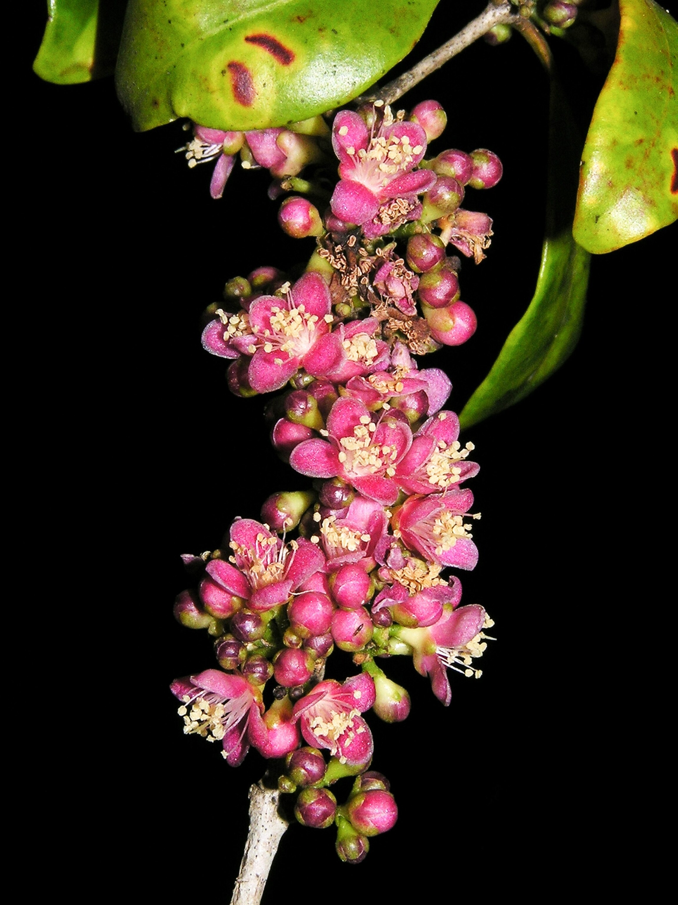 a new shrub discovered in the forests of eastern Madagascar