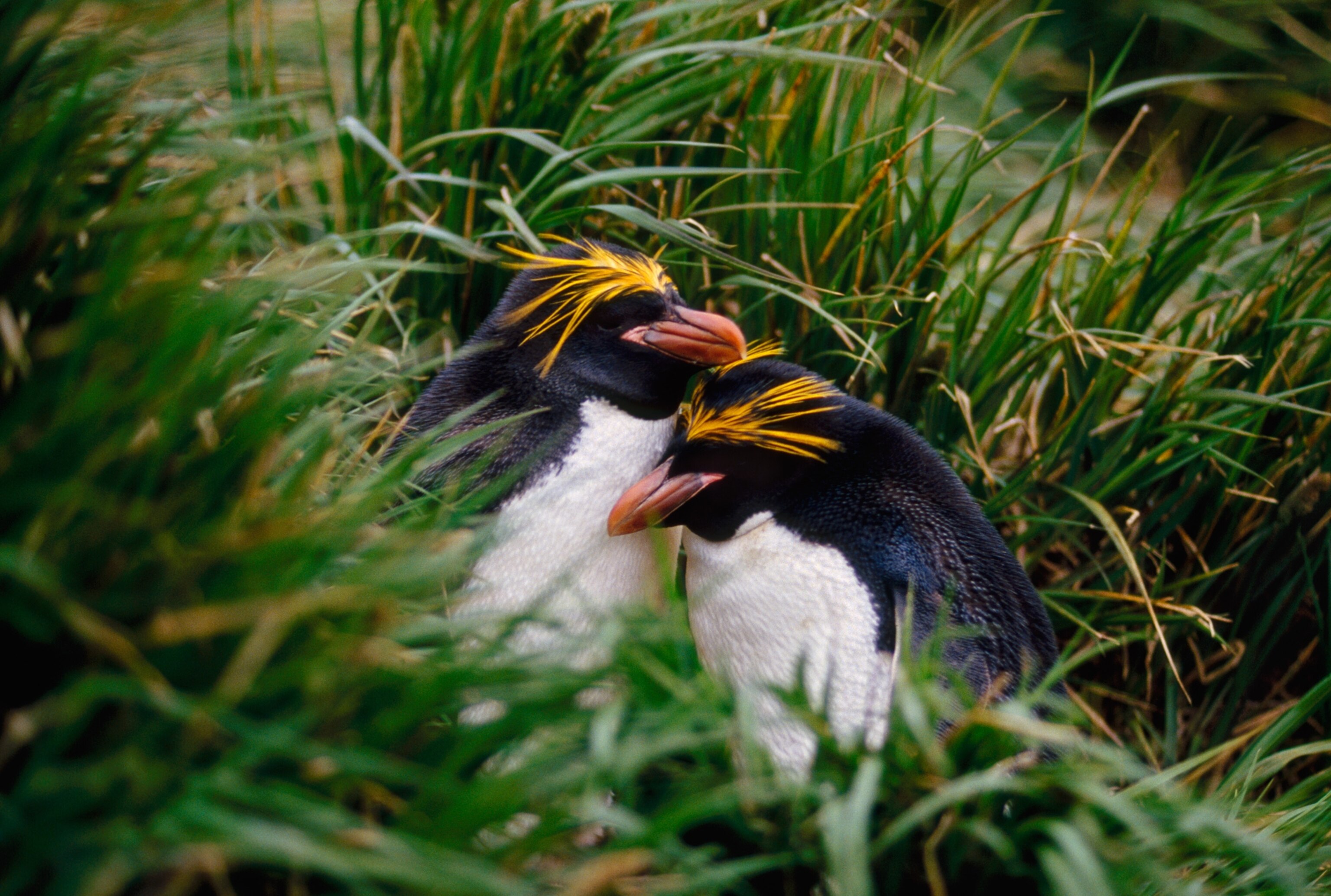 2 Macaroni penguins in the grass