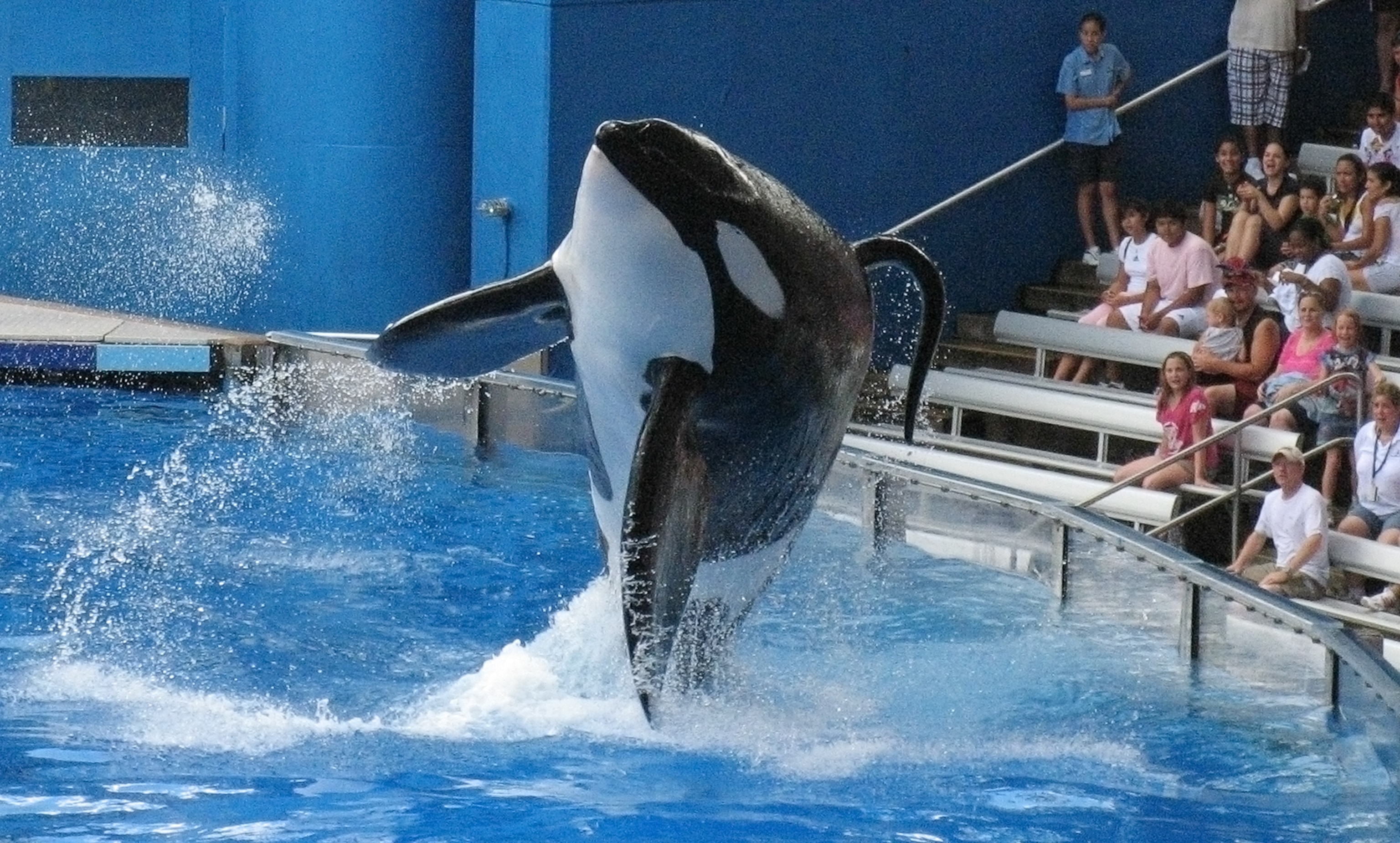 Tilikum, a killer whale at SeaWorld amusement park, performing during a show in Orlando, Florida on September 3, 2009