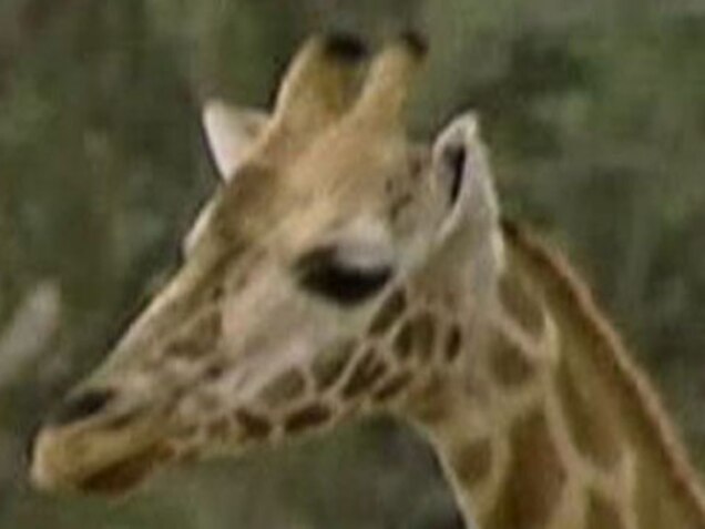 Inside The Fight To Stop Giraffes Silent Extinction