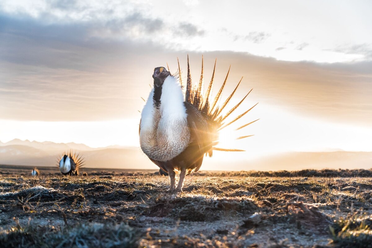 How the Sage Grouse Embodies the Endangered Species Act Debate