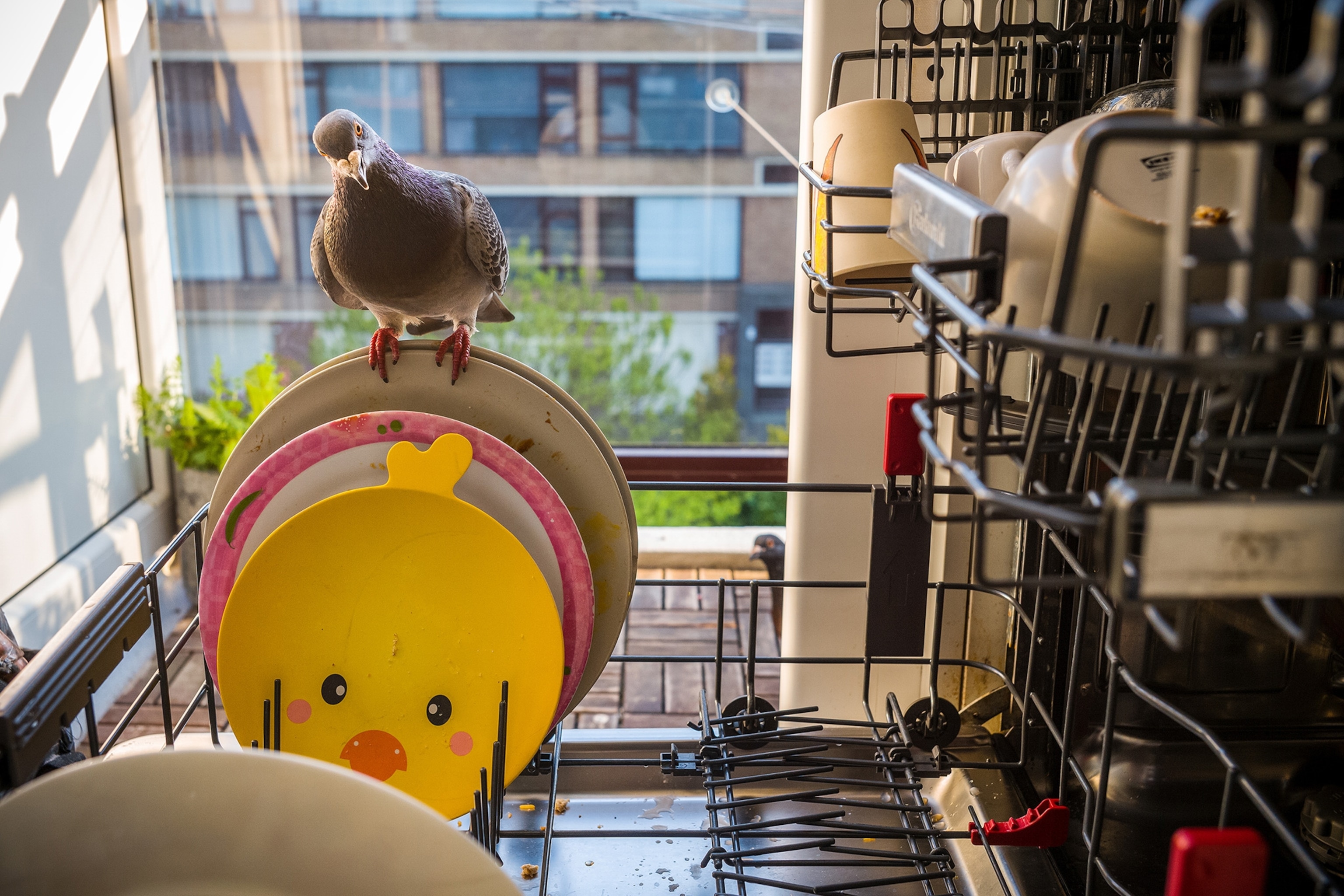a pigeon sitting on a rack of dishes