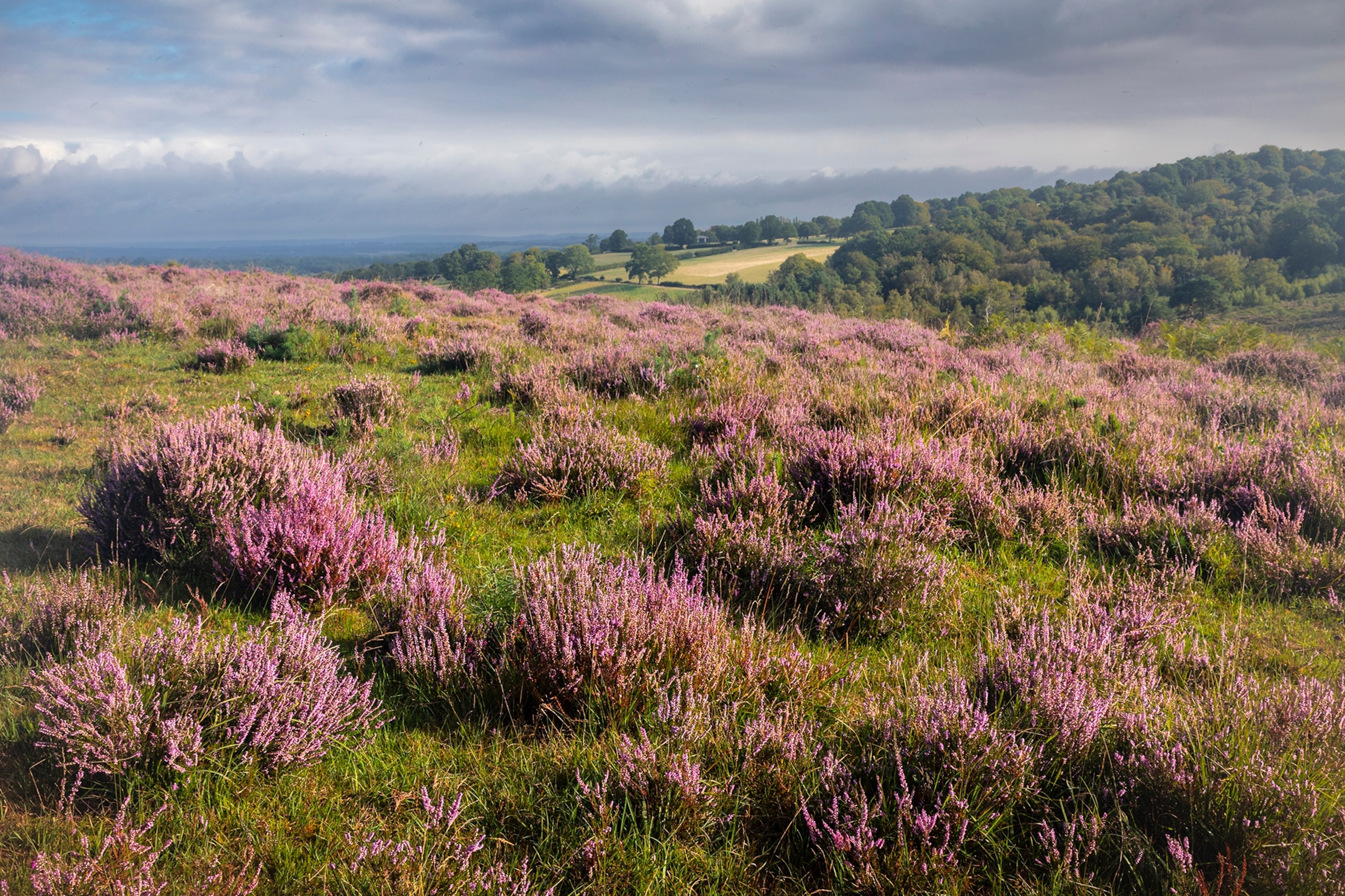 a heather landscape