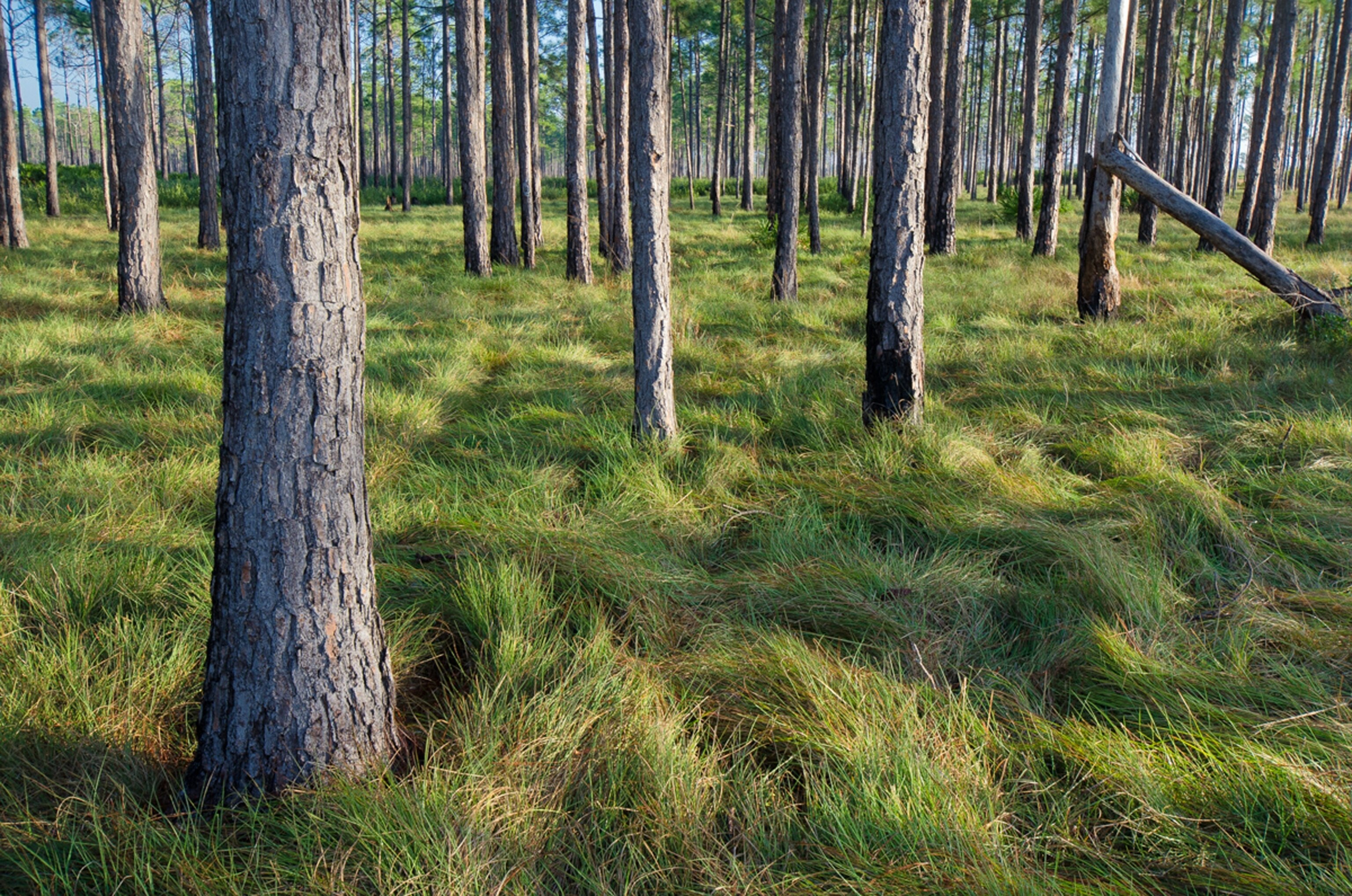Avon Park Air Force range picture
