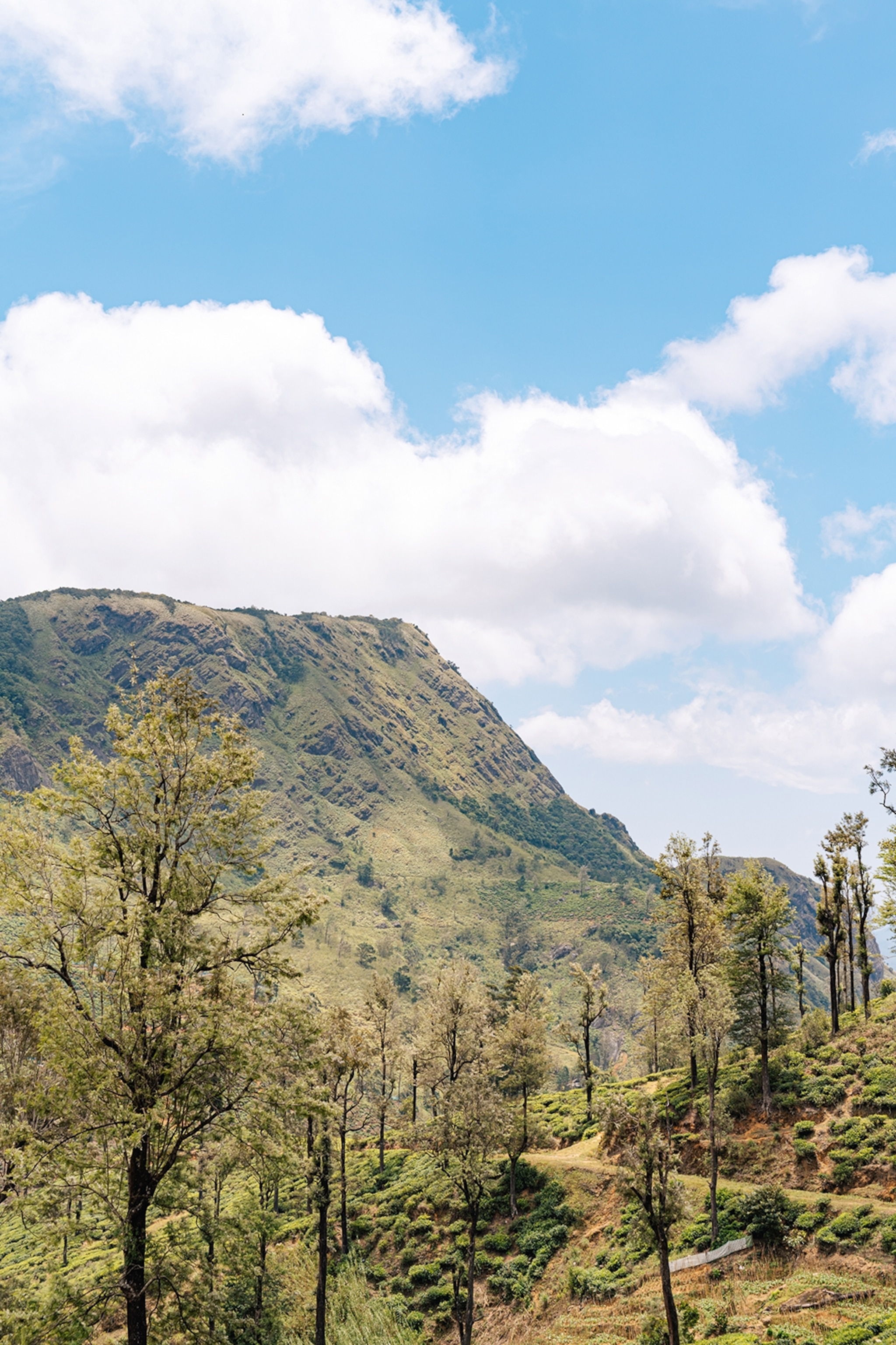 A landscape shot of a tiered tea fields and low vegetation save for a selection of tall trees and hills in the background.
