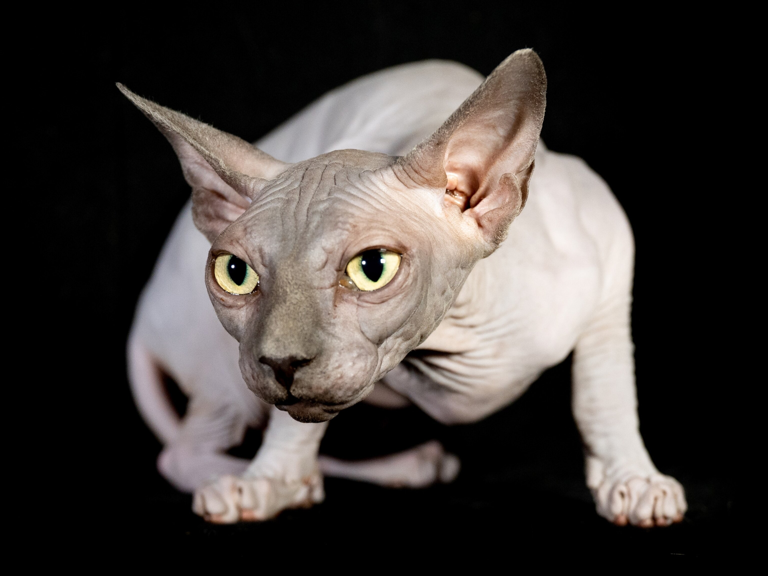 Volves Rat This parasite manipulates the minds of wolves, rats—and maybe even you