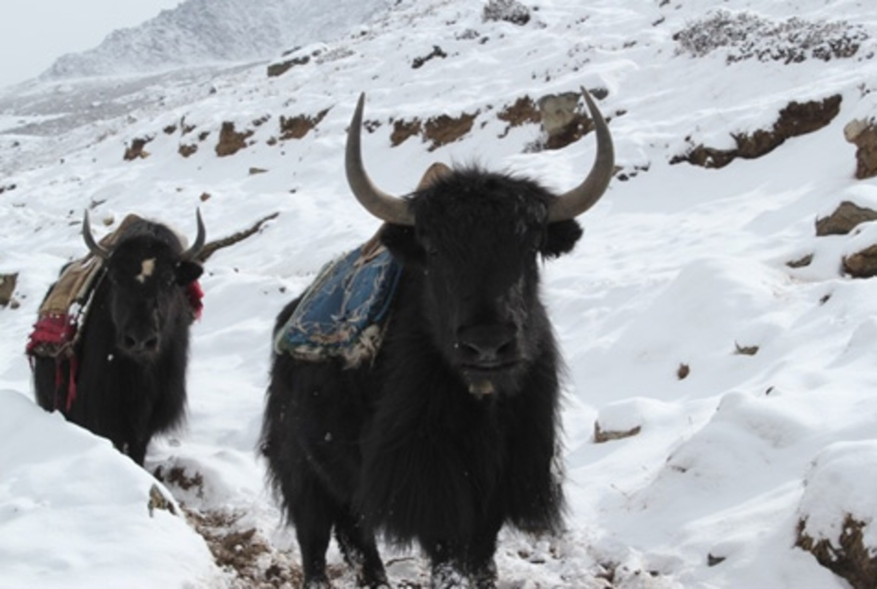 Yaks