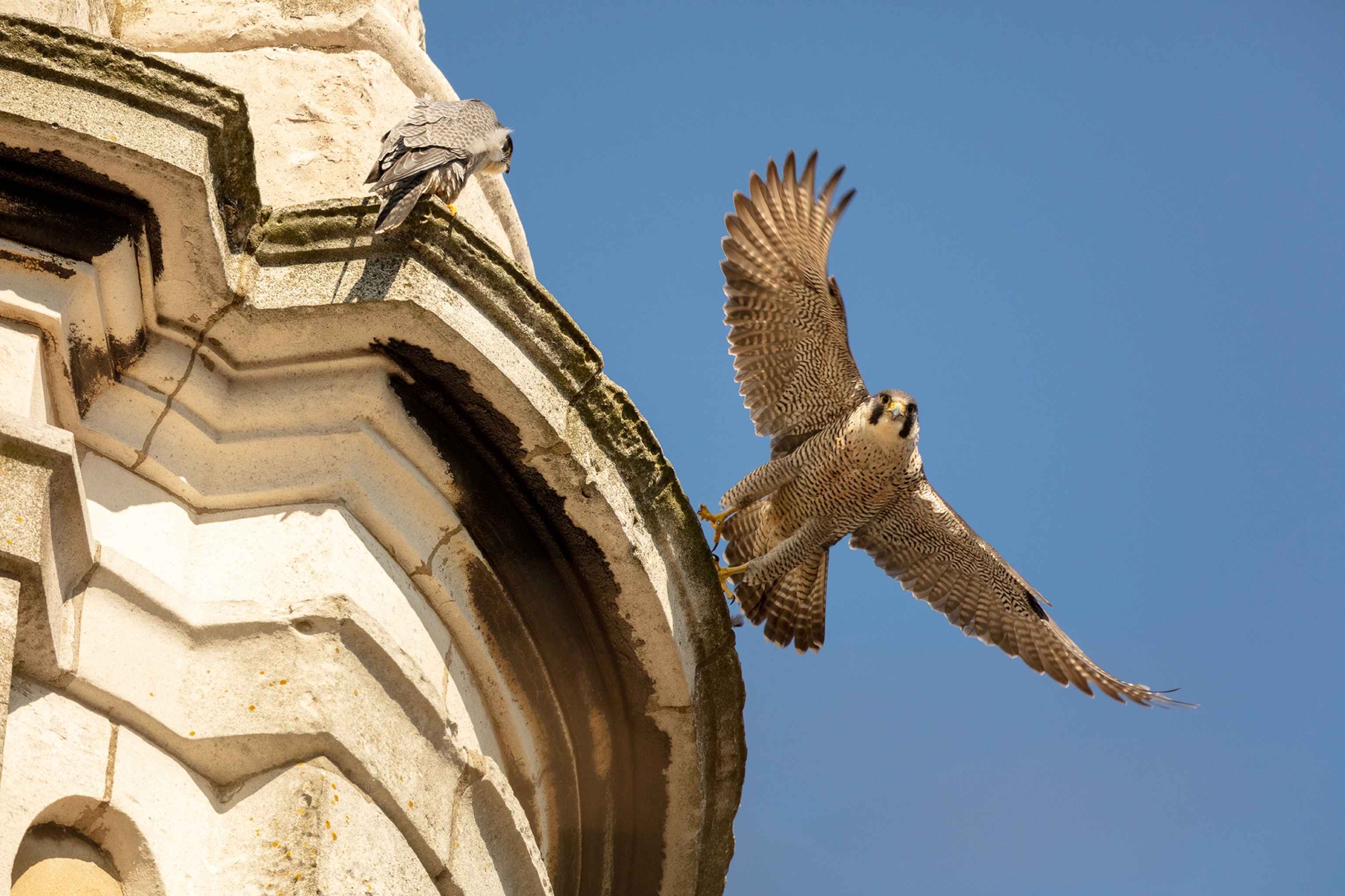 Peregrine falcon taking off from building in London, blue sky behind.