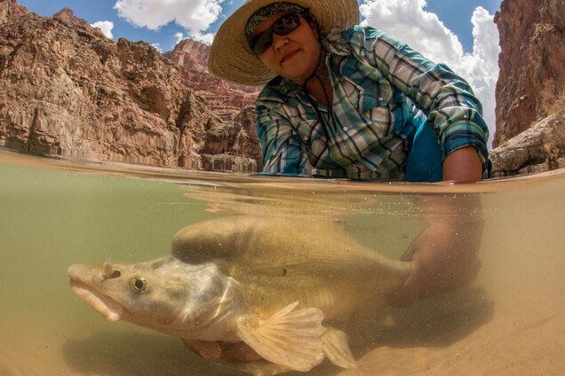 Found only in the Colorado River basin, the humpback chub is a federally protected species that inhabits remote and rugged whitewater reaches of deep canyons. Researchers say the high levels of mercury found in its prey likely pose a newly discovered threat to the chub. Photograph by Dave Herasimtschuk, Freshwaters Illustrated/USGS