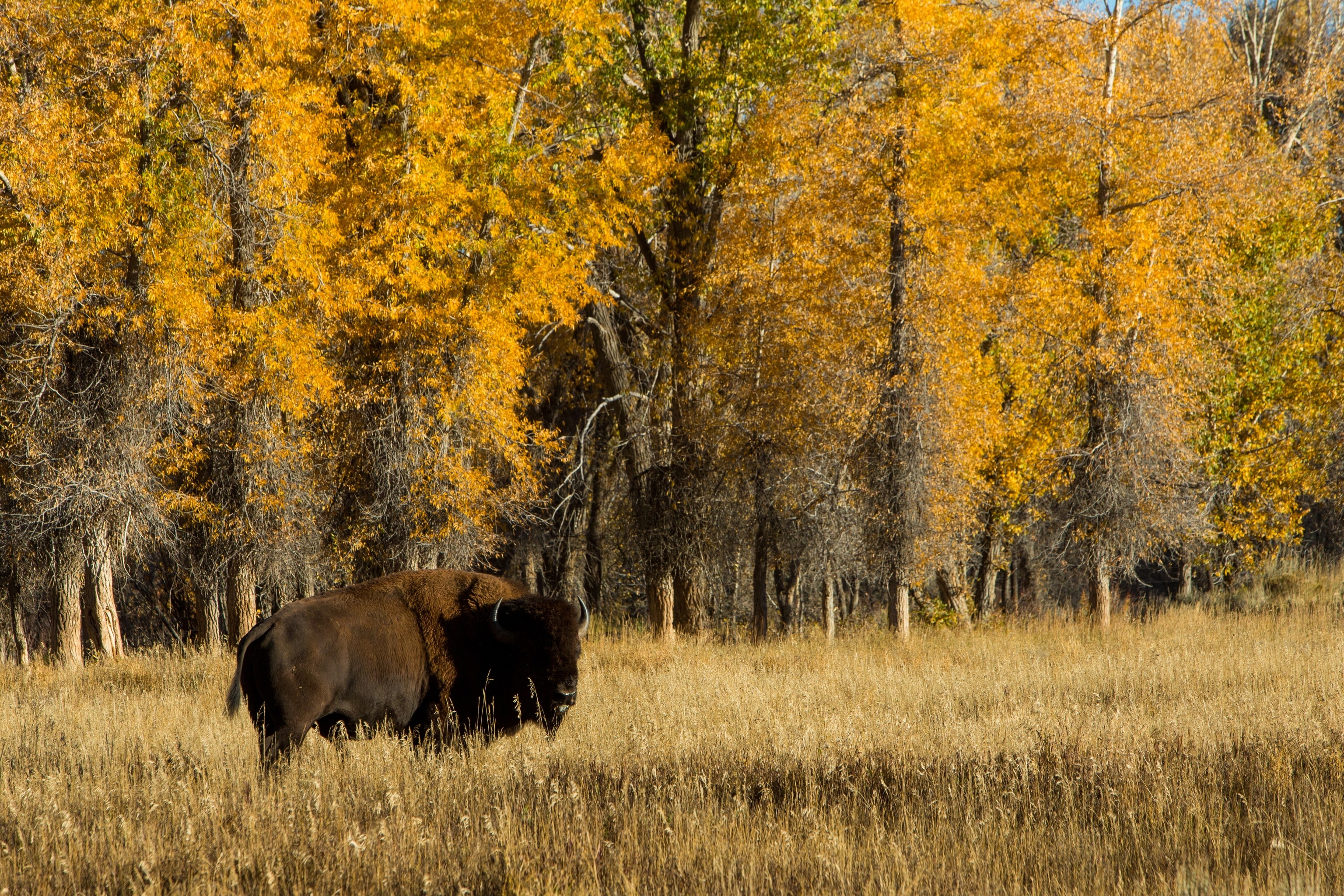 A large bison standing in Grand Teton National Park in autumn, surrounded by trees with golden leaves.