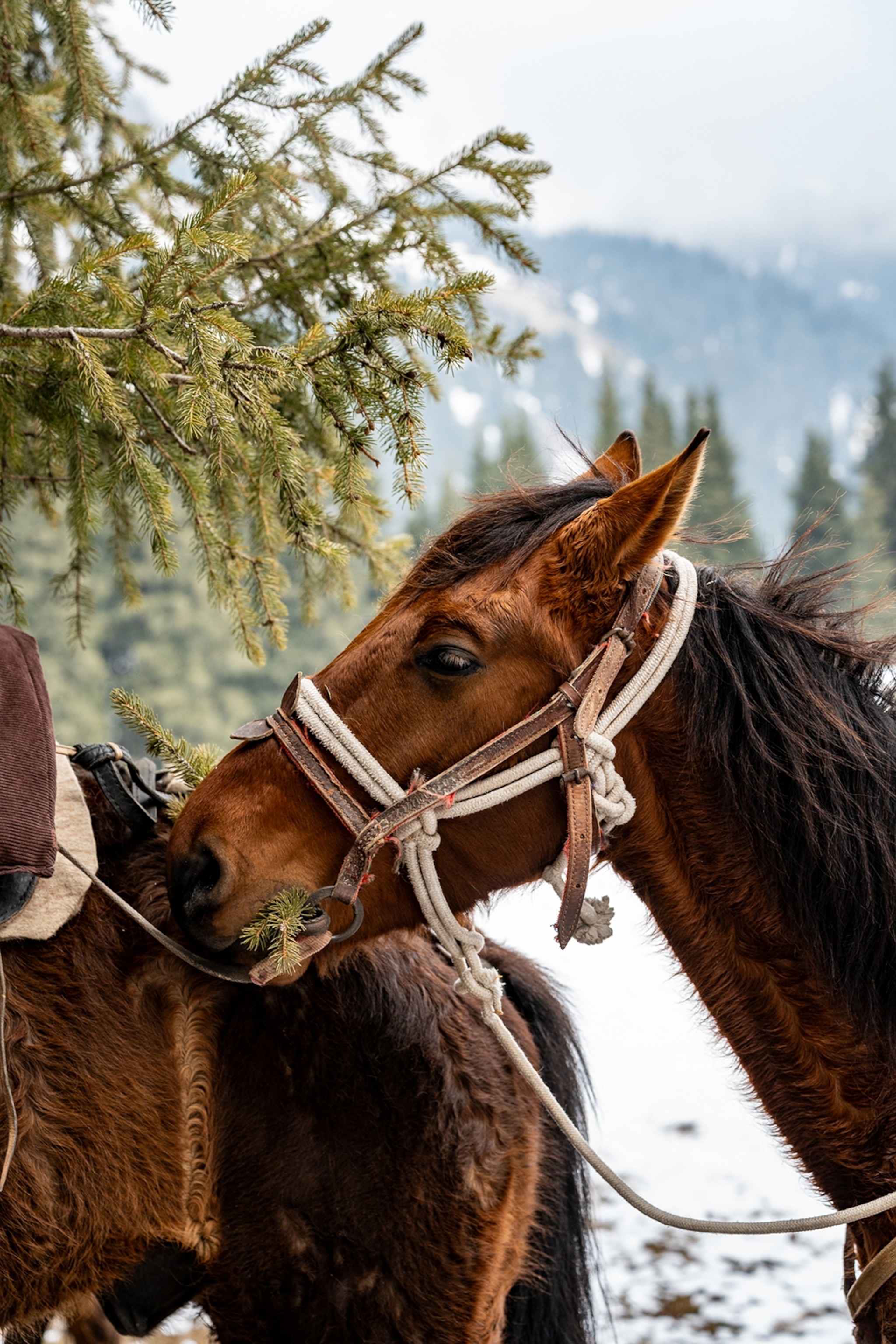 The close-up of a horse feeding on pine trees.