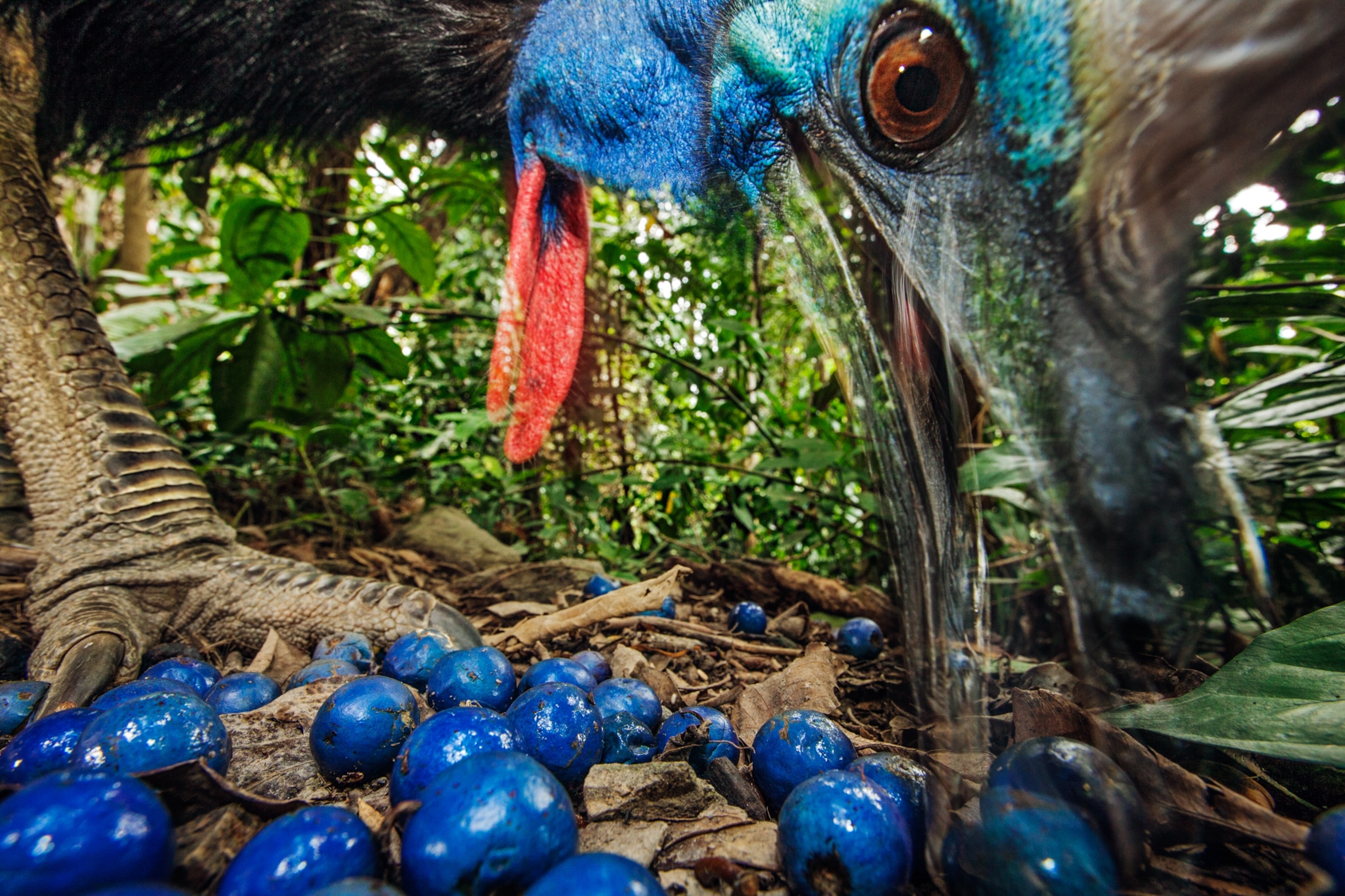 A bird grabs large blue fruit with its beak from the ground.