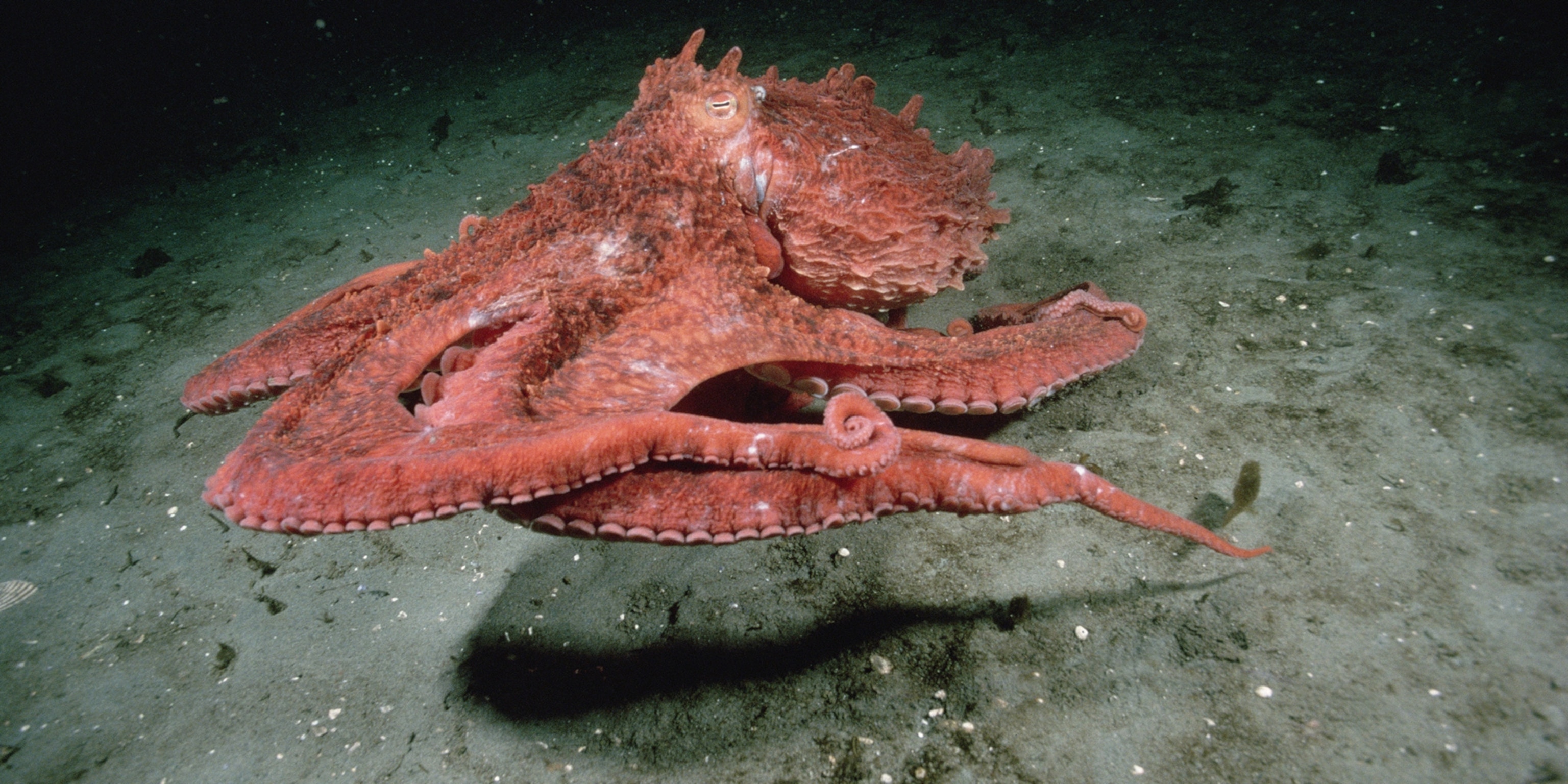 Giant pacific octopi