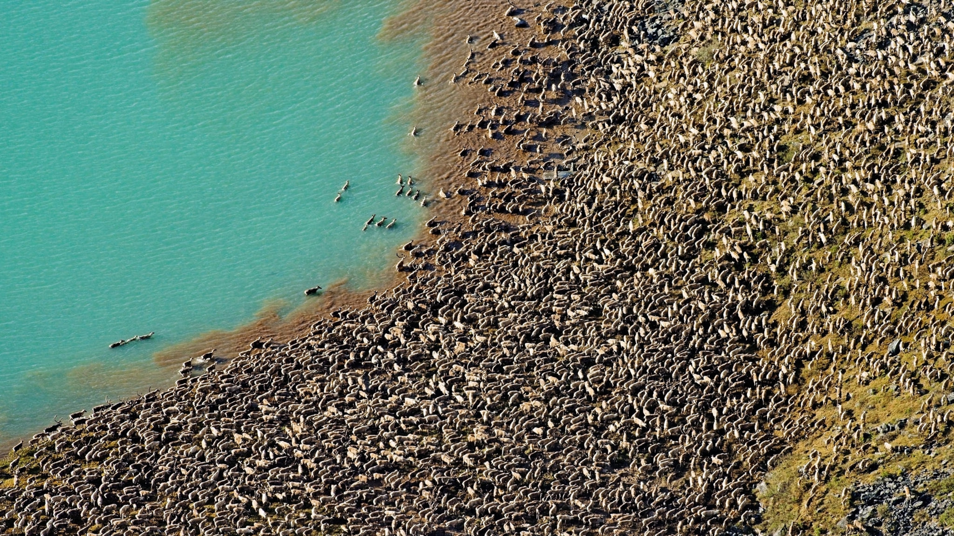 an aerial view of hundred of thousands caribou herd into a narrow valley by a lake