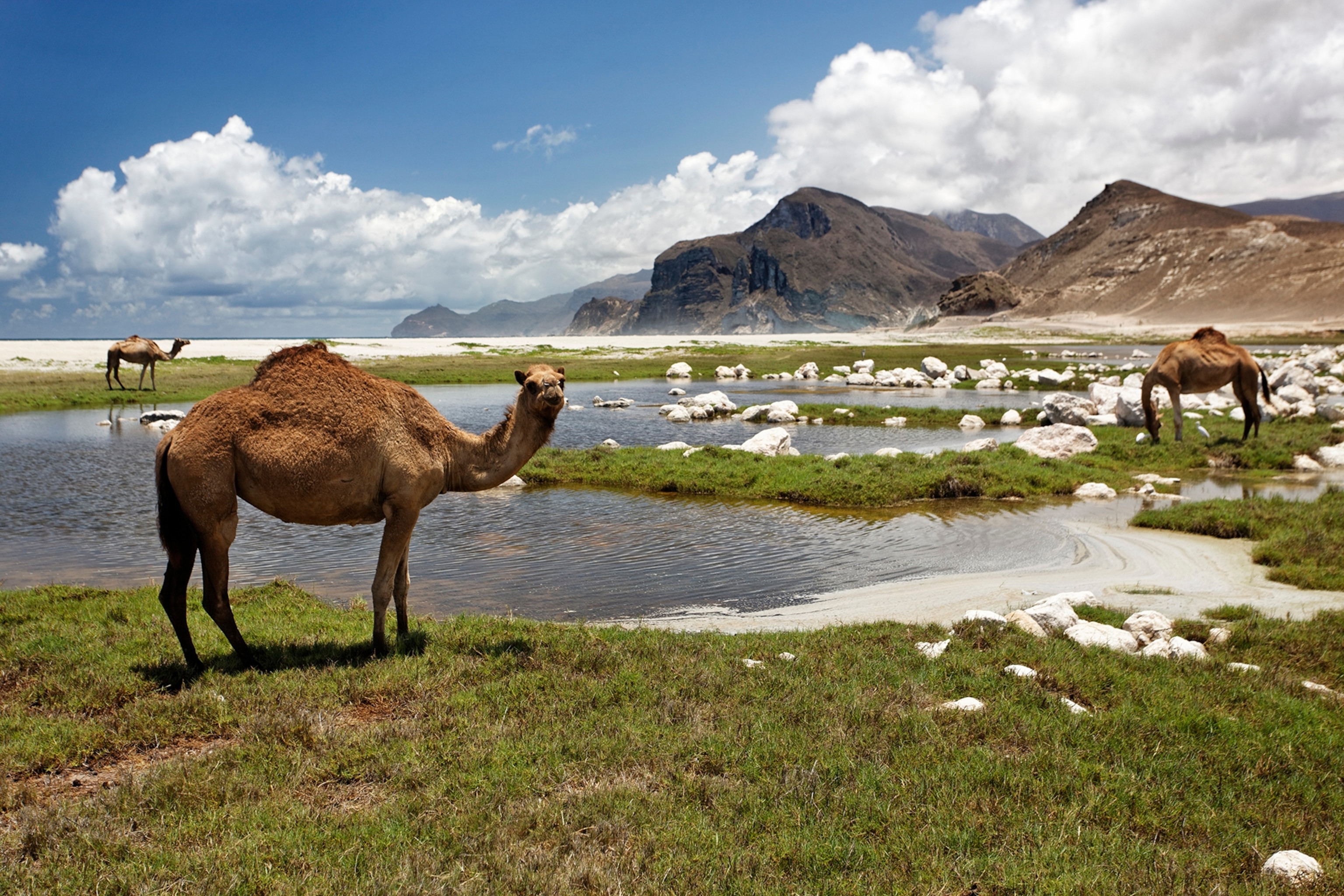 a camel in Dhofar, Oman