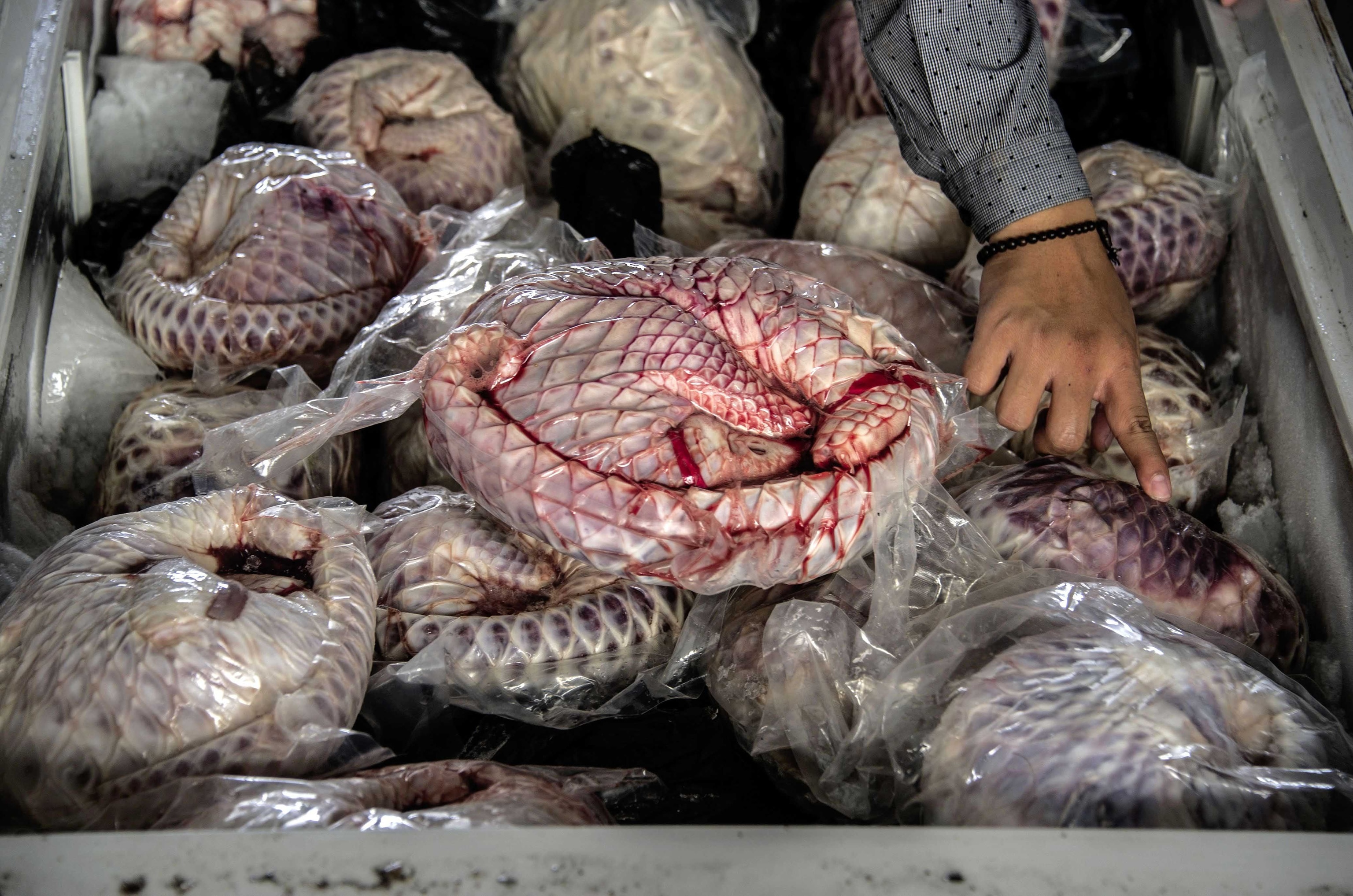 frozen pangolins in Indonesia