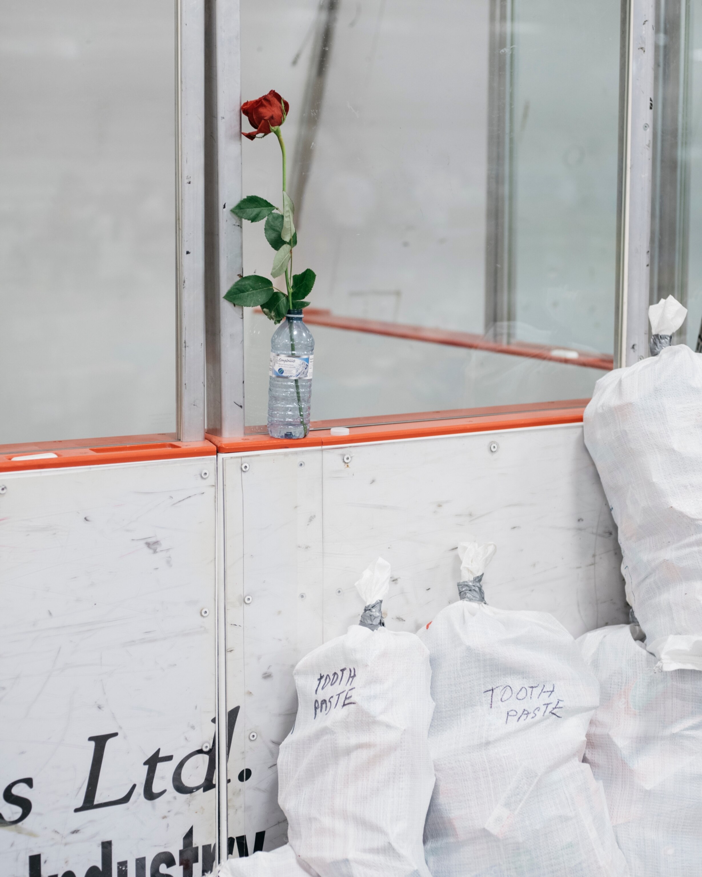 a rose standing in a plastic water bottle on a wall in Alberta, Canada